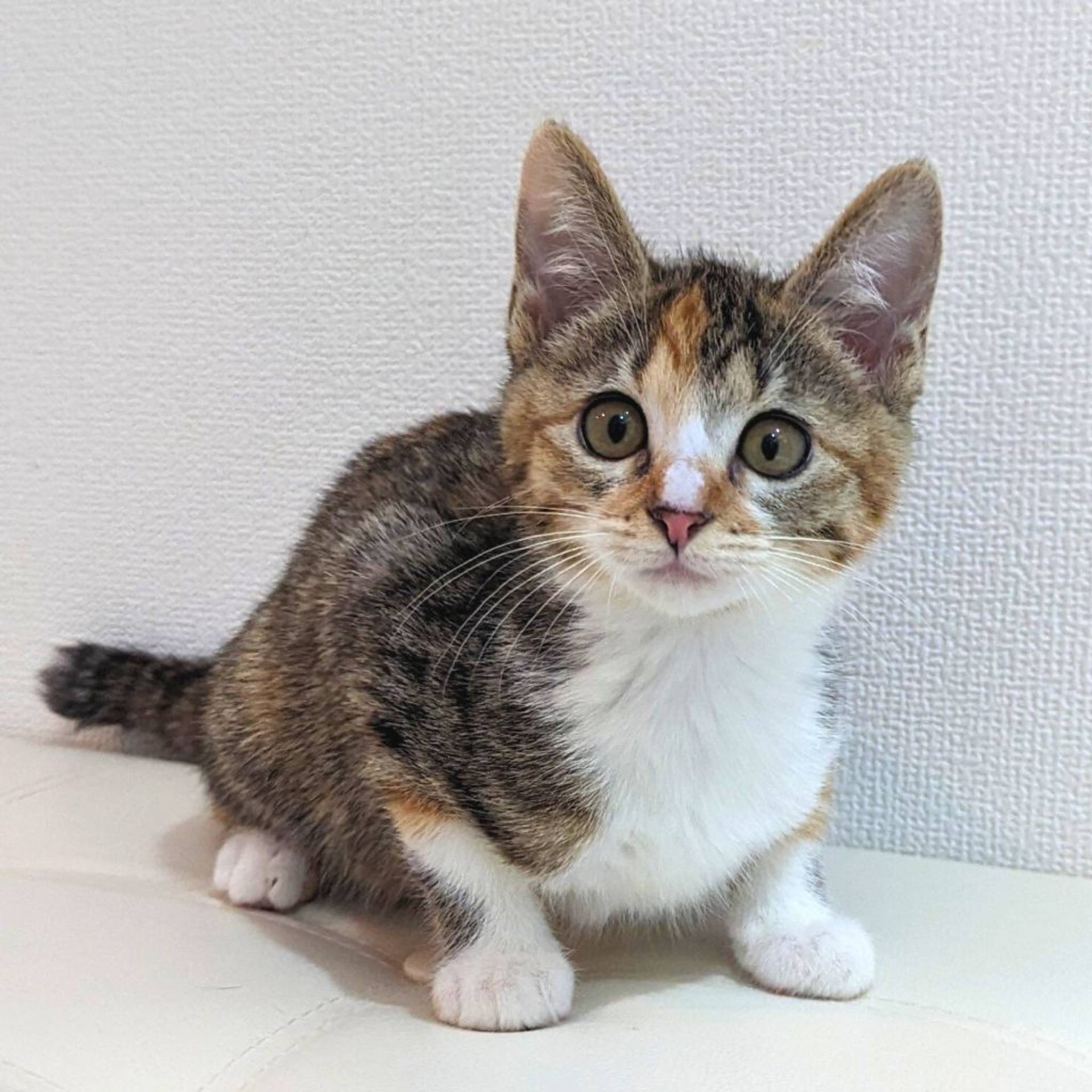 雑種（ミックス猫）・メスの里親募集の写真