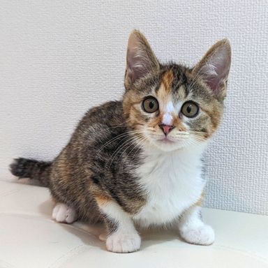 チャイの写真