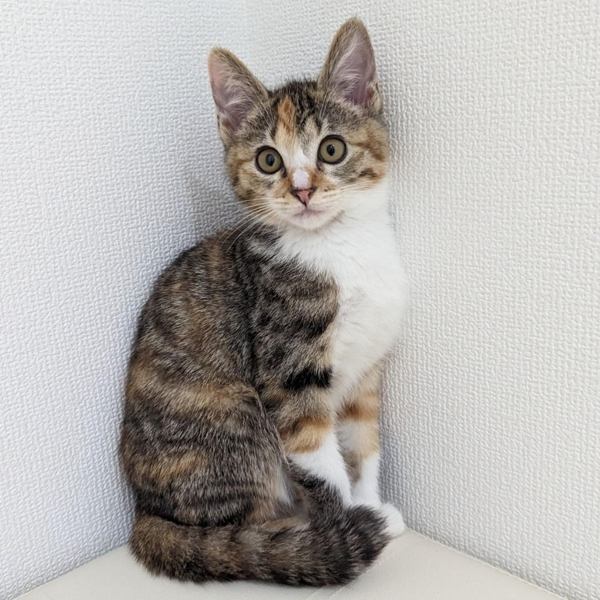 pet-image-4