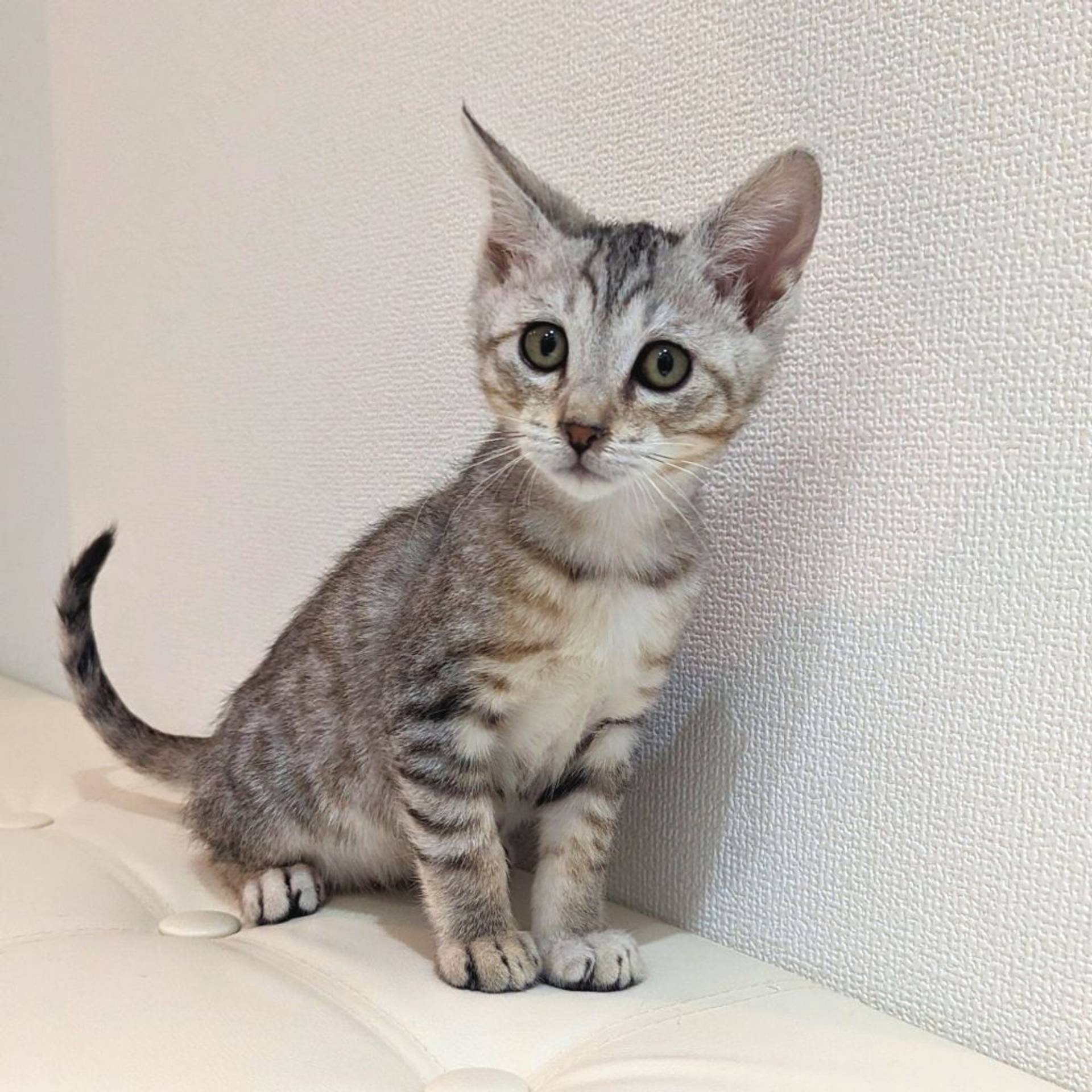 雑種（ミックス猫）・オスの里親募集の写真