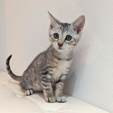 モカの写真