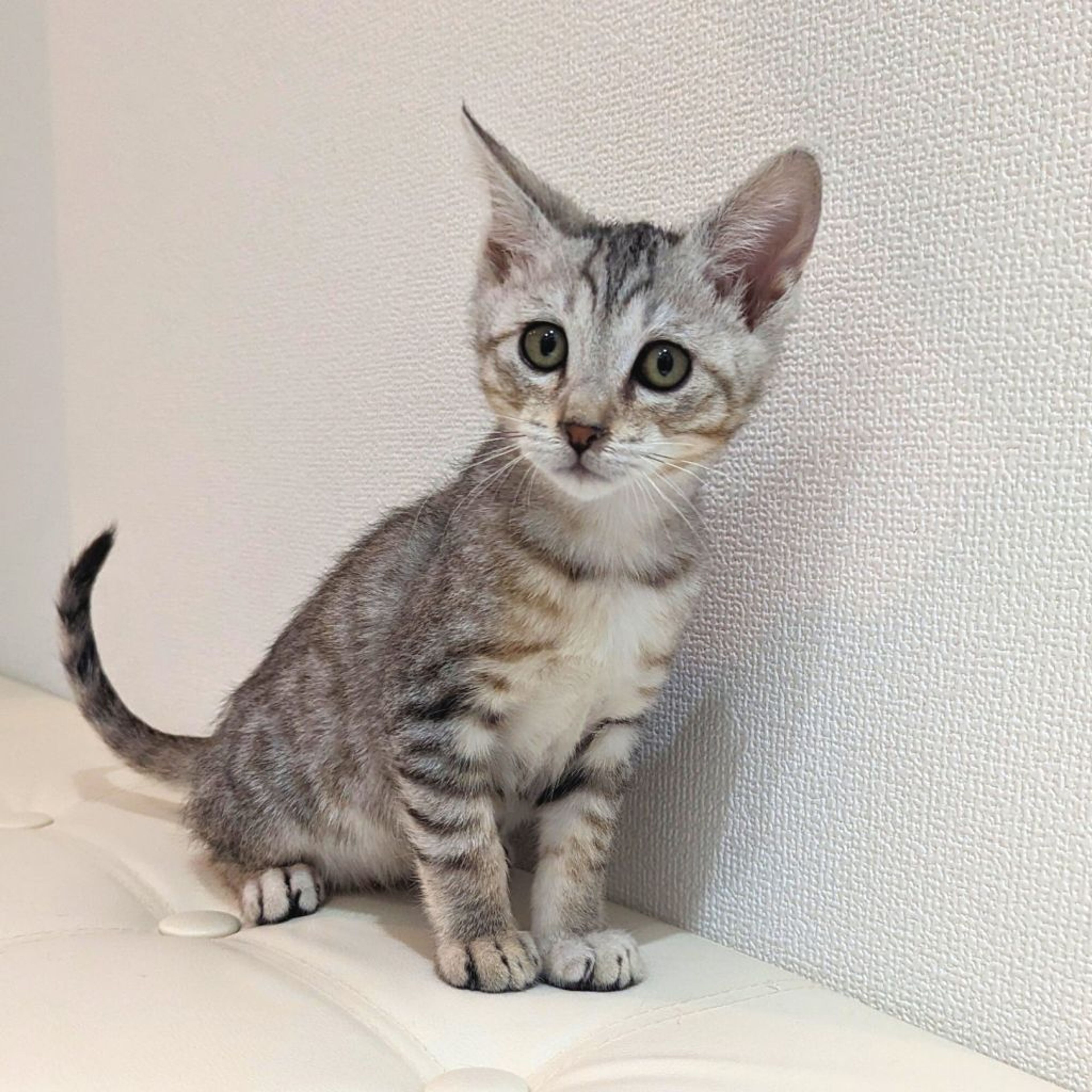 雑種（ミックス猫）・オスの里親募集の写真