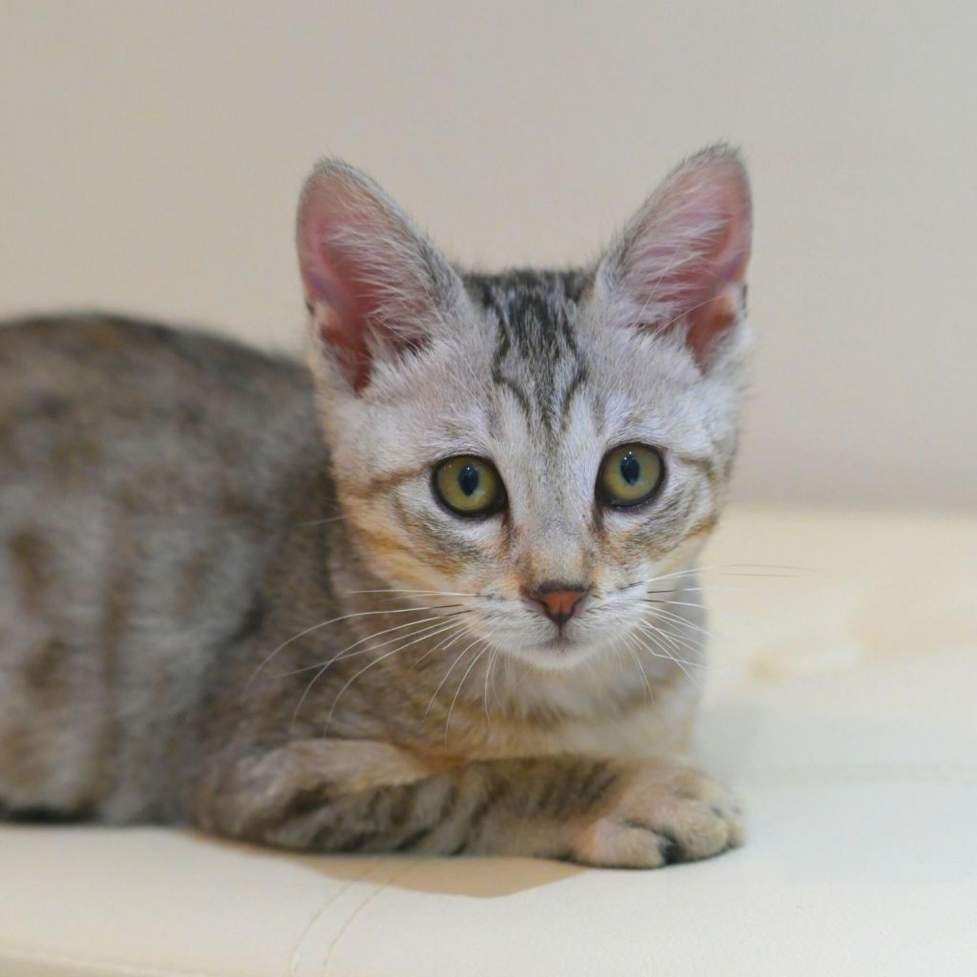 pet-image-4