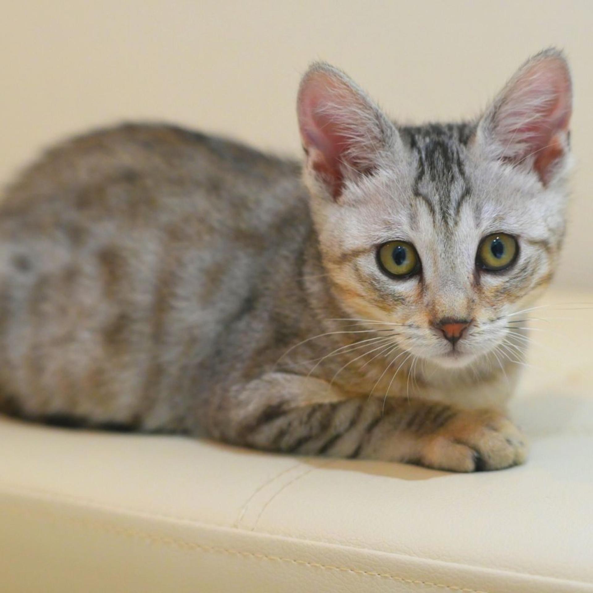 pet-image-5