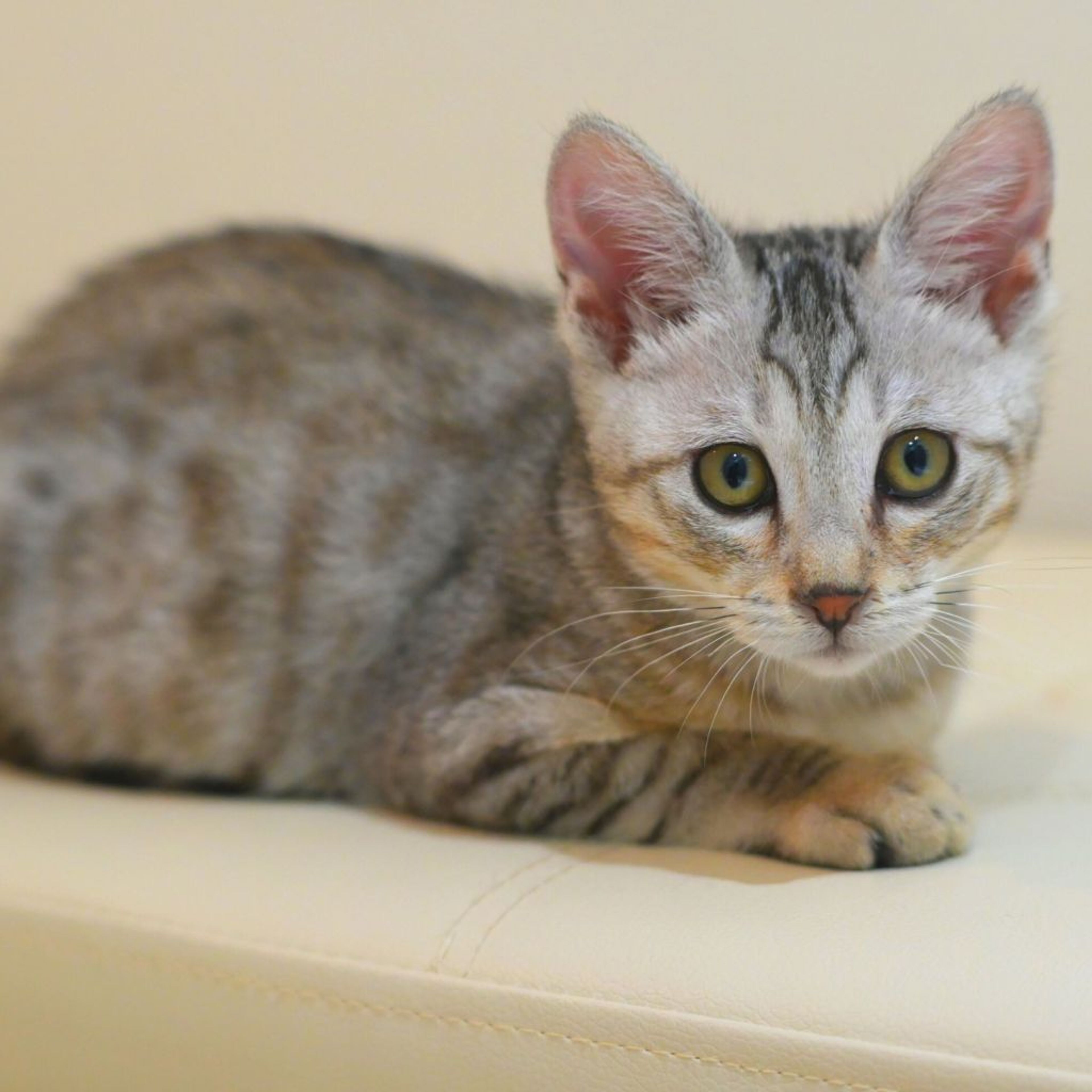 pet-image-5