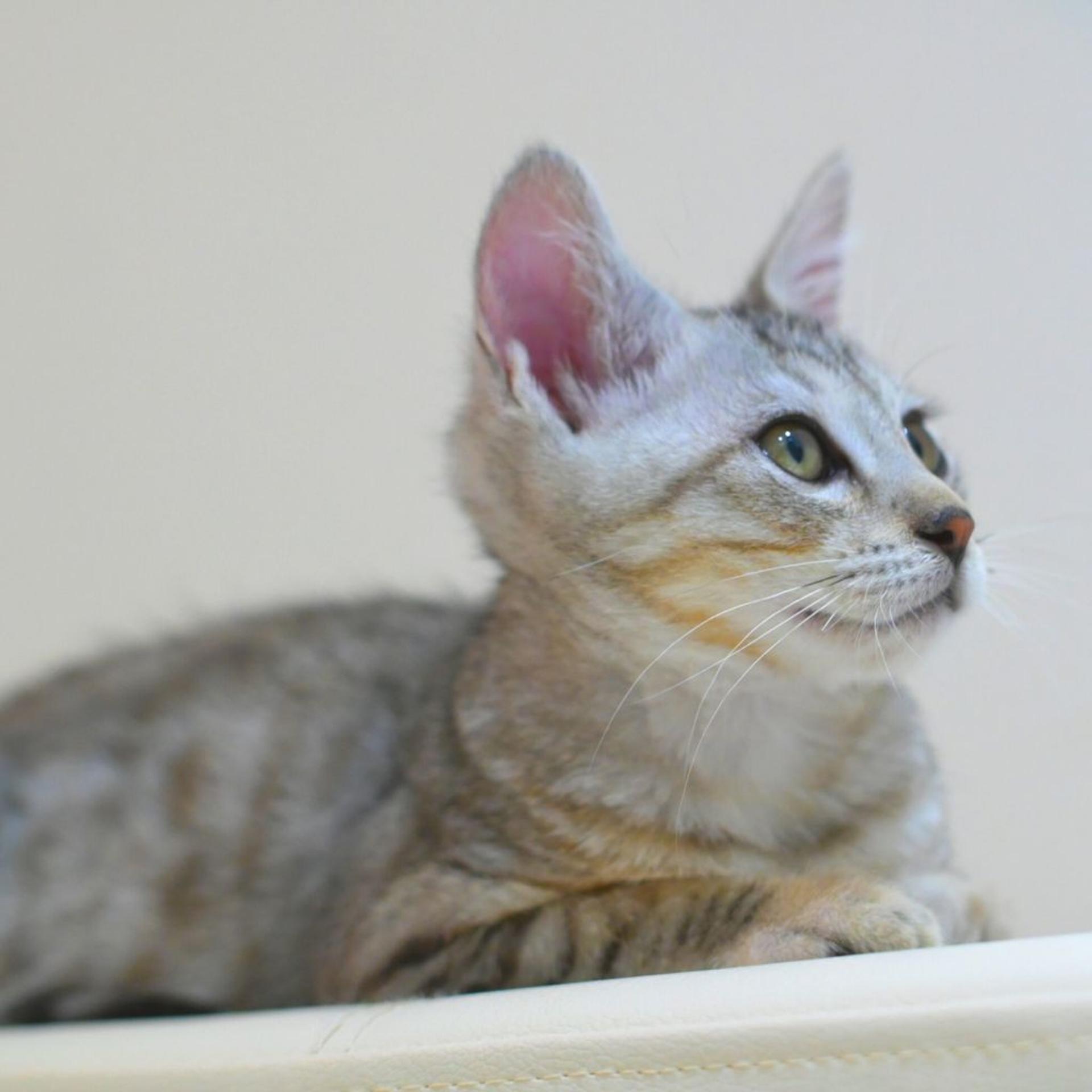 pet-image-6
