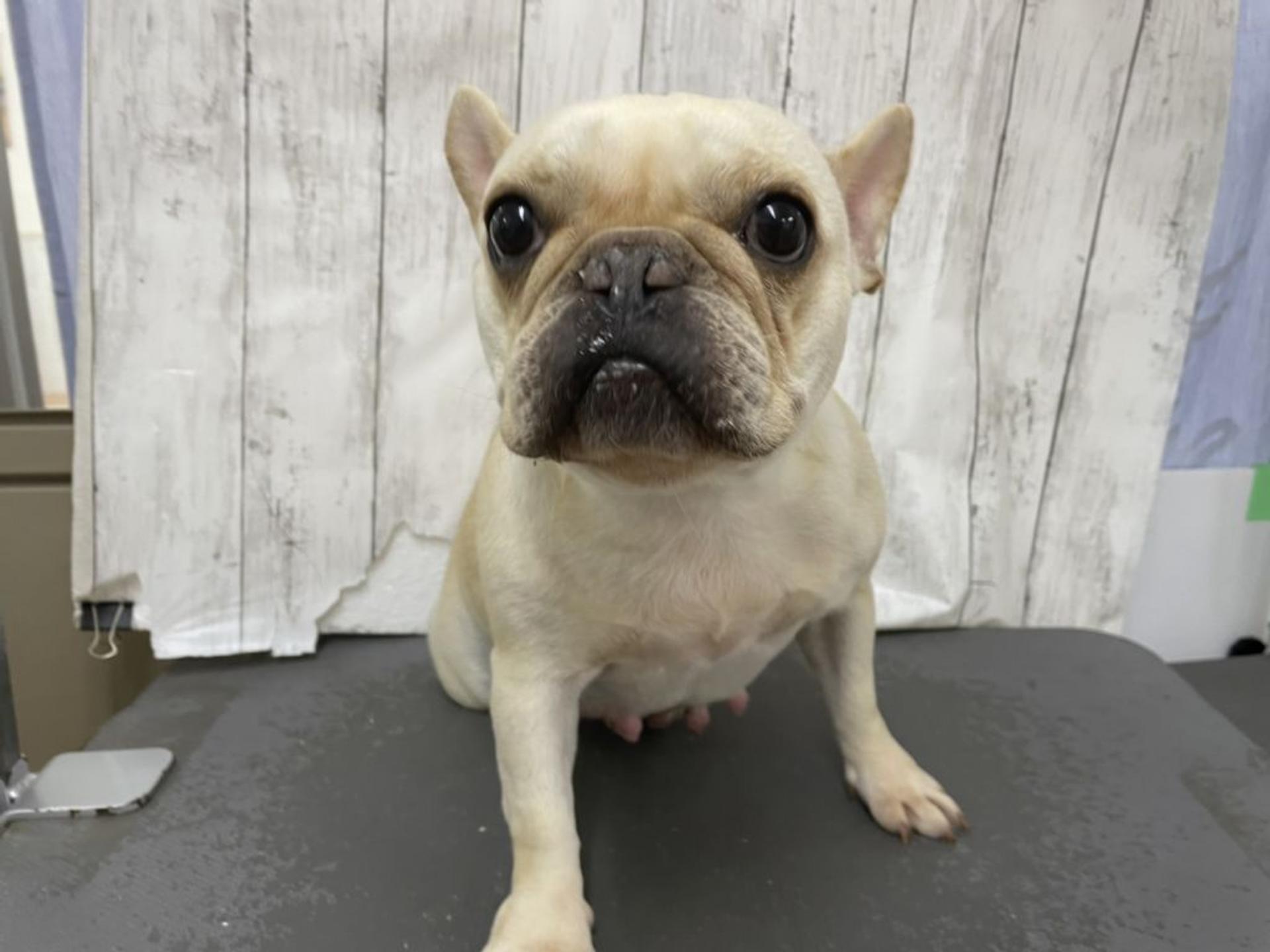 pet-image-2