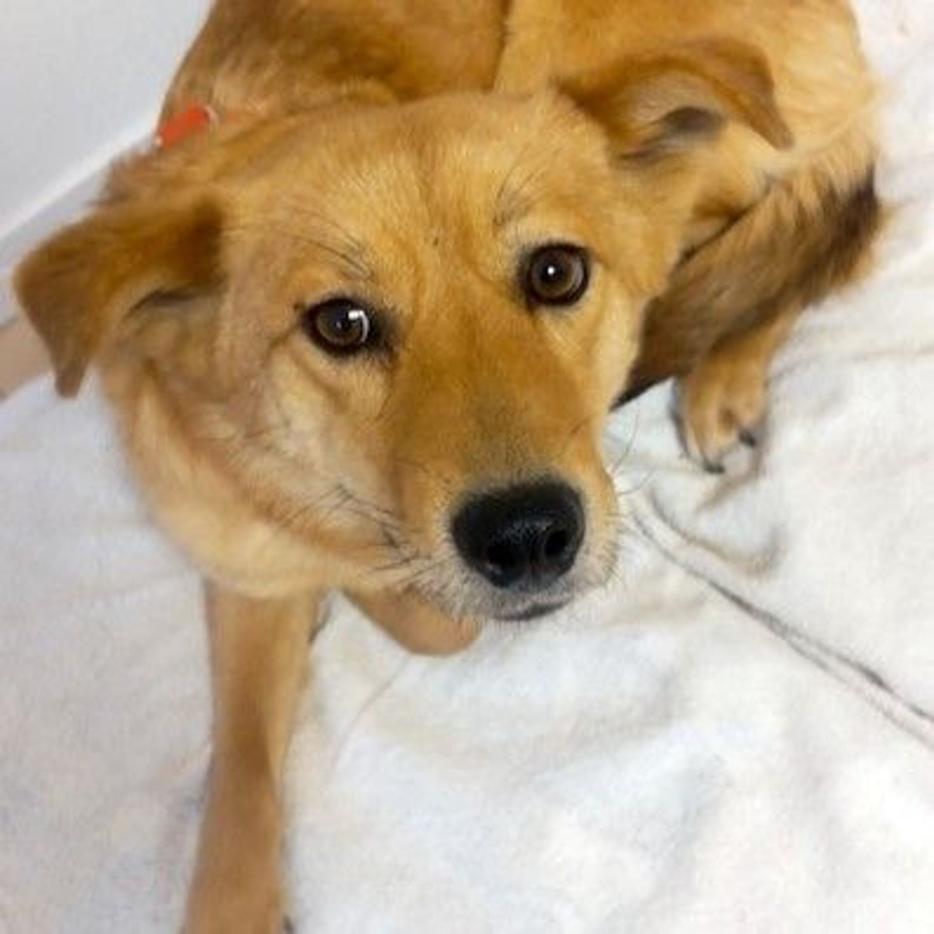 雑種（ミックス犬）・メスの里親募集の写真