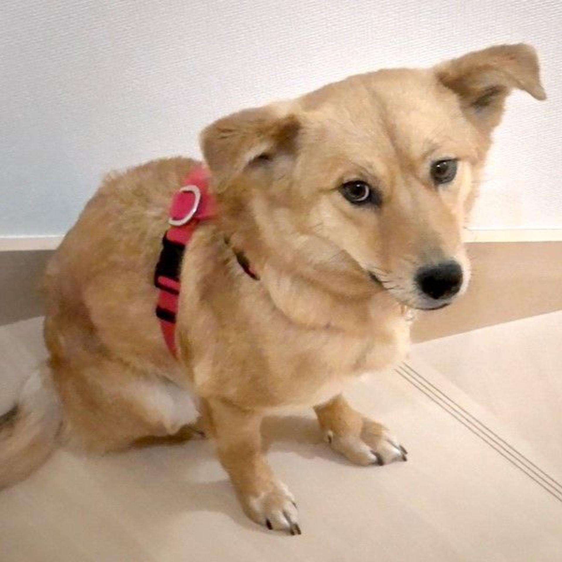 pet-image-2