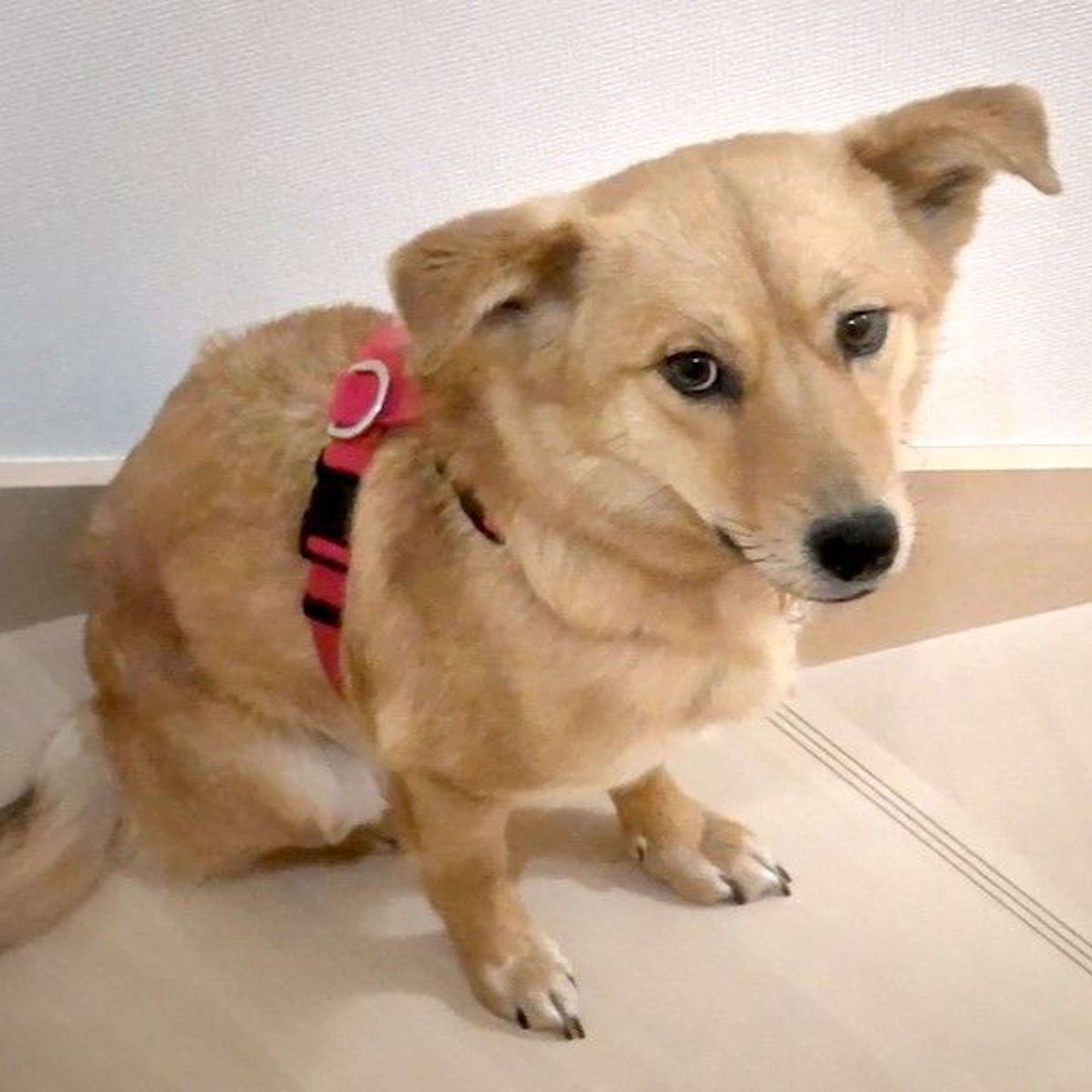pet-image-2