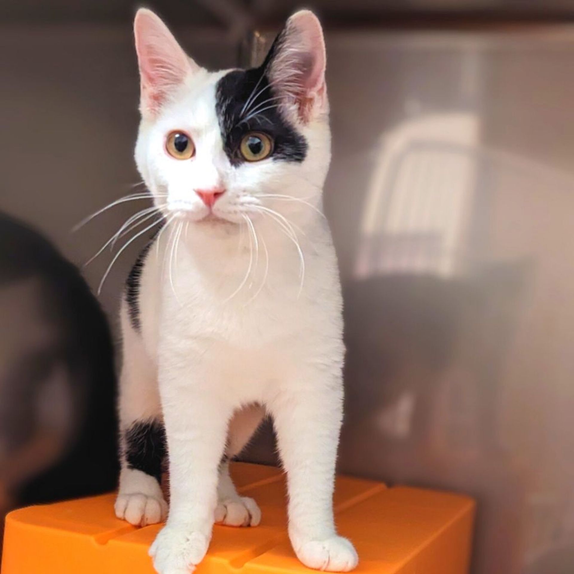 雑種（ミックス猫）・オスの里親募集の写真