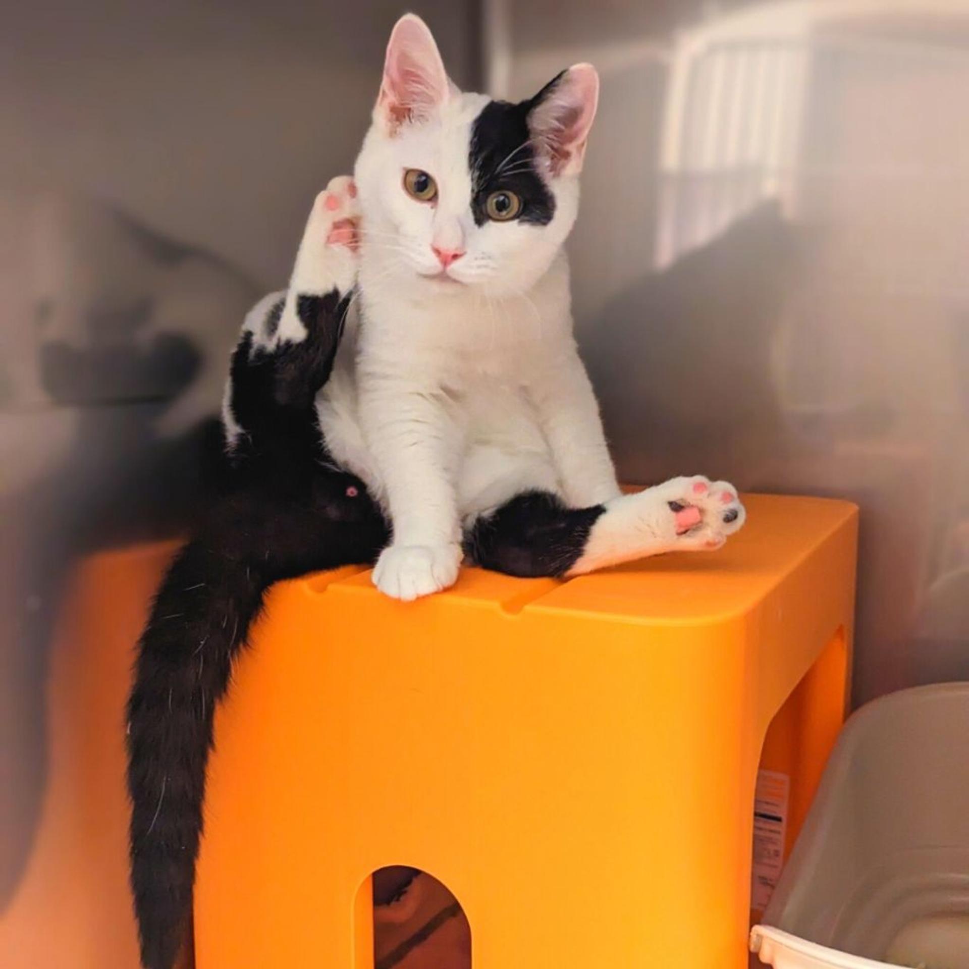 pet-image-2