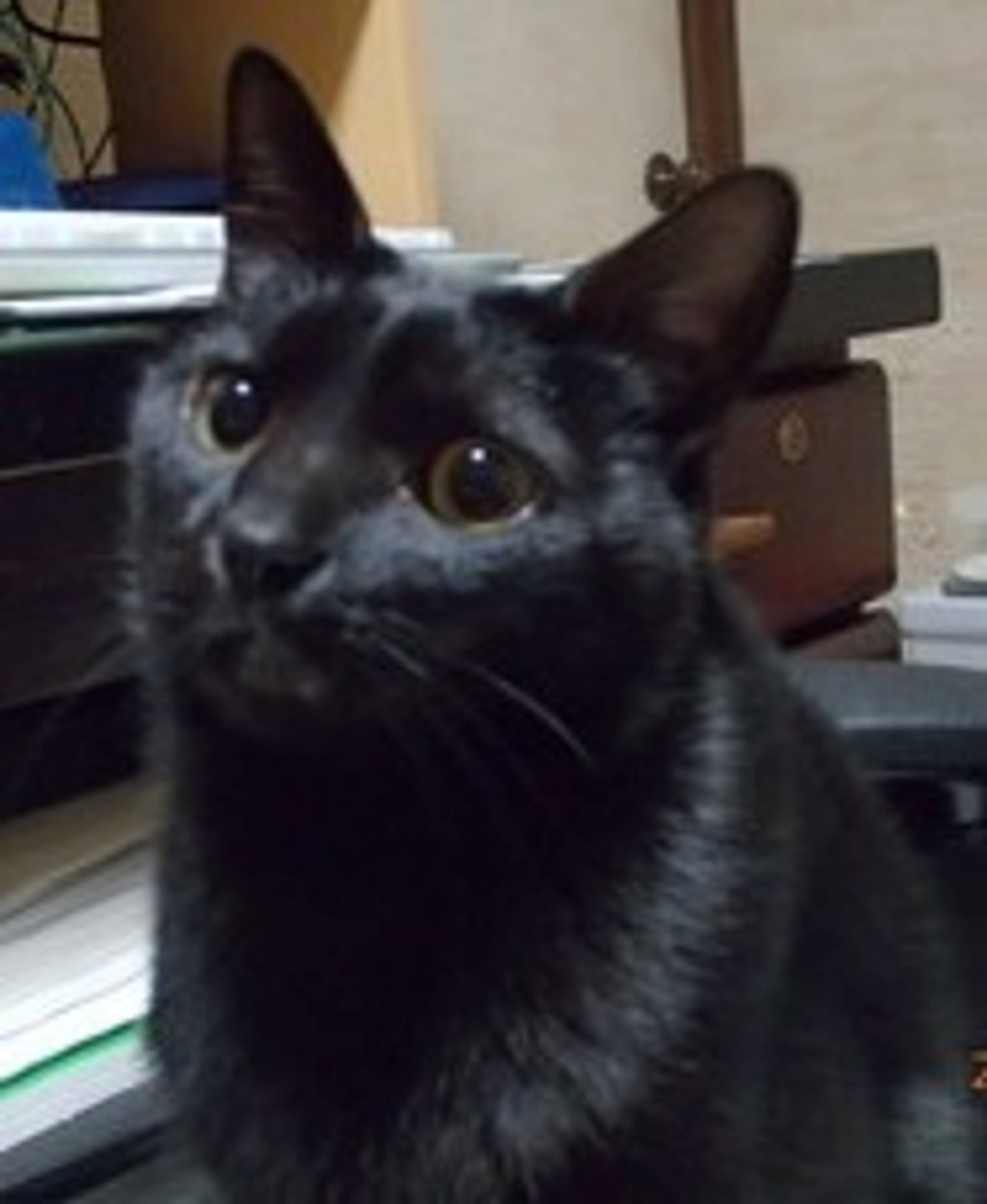 雑種（ミックス猫）・オスの里親募集の写真
