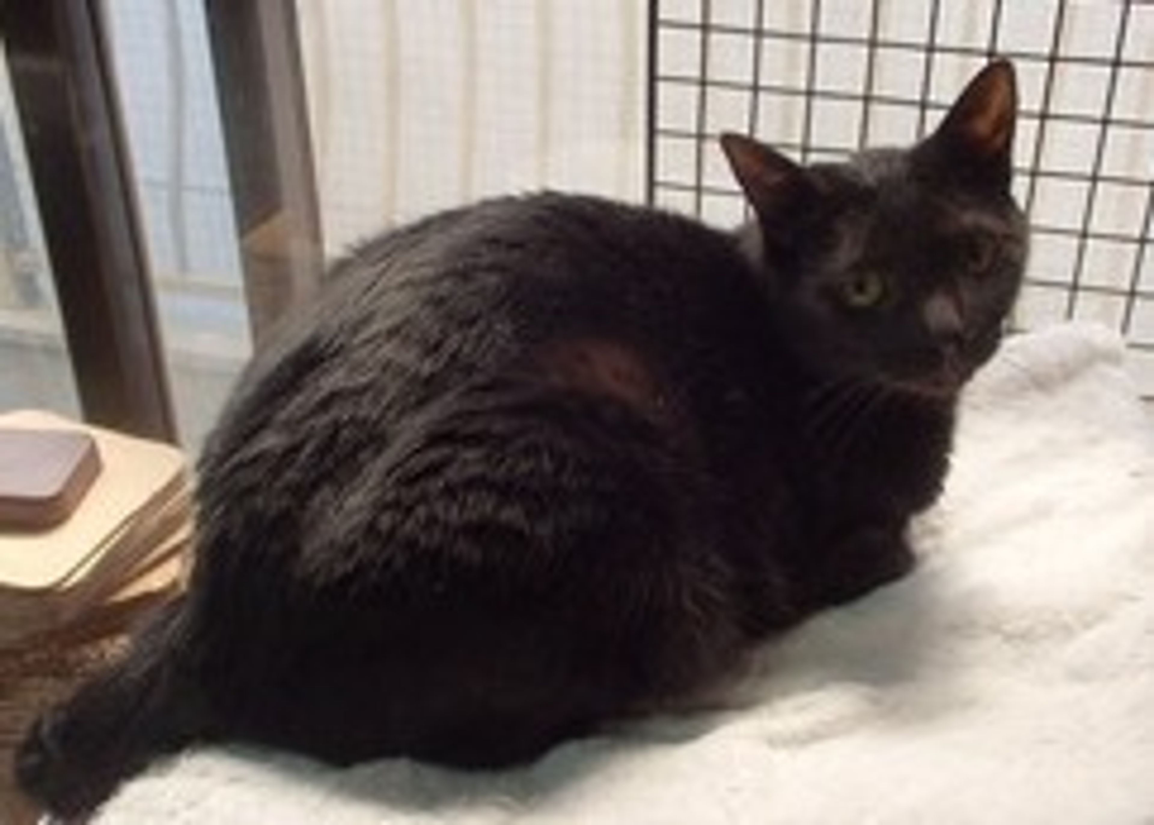 pet-image-3