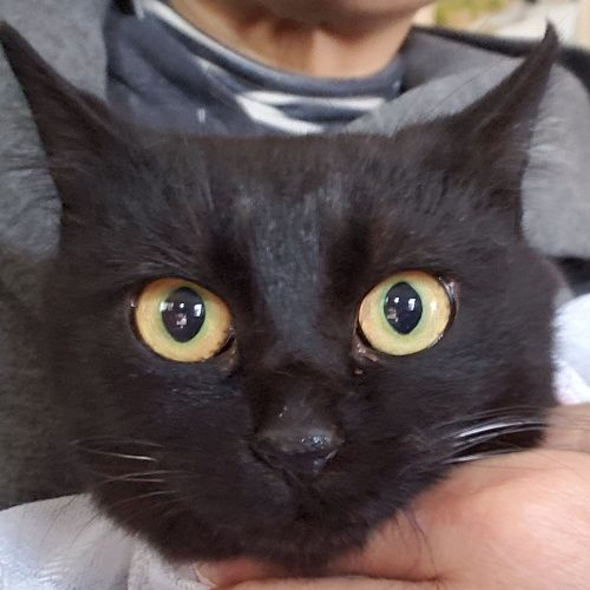 雑種（ミックス猫）・メスの里親募集の写真