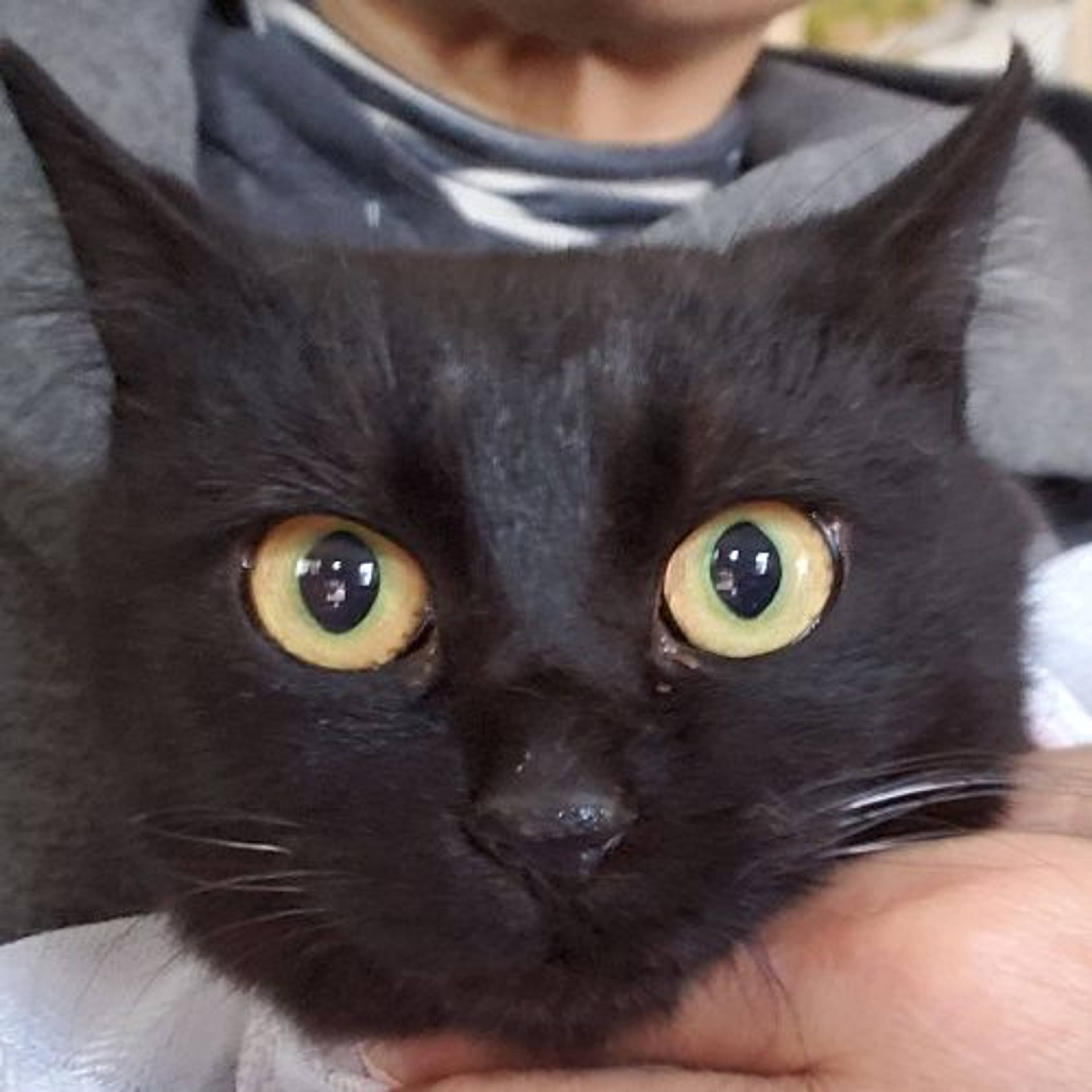 雑種（ミックス猫）・メスの里親募集の写真