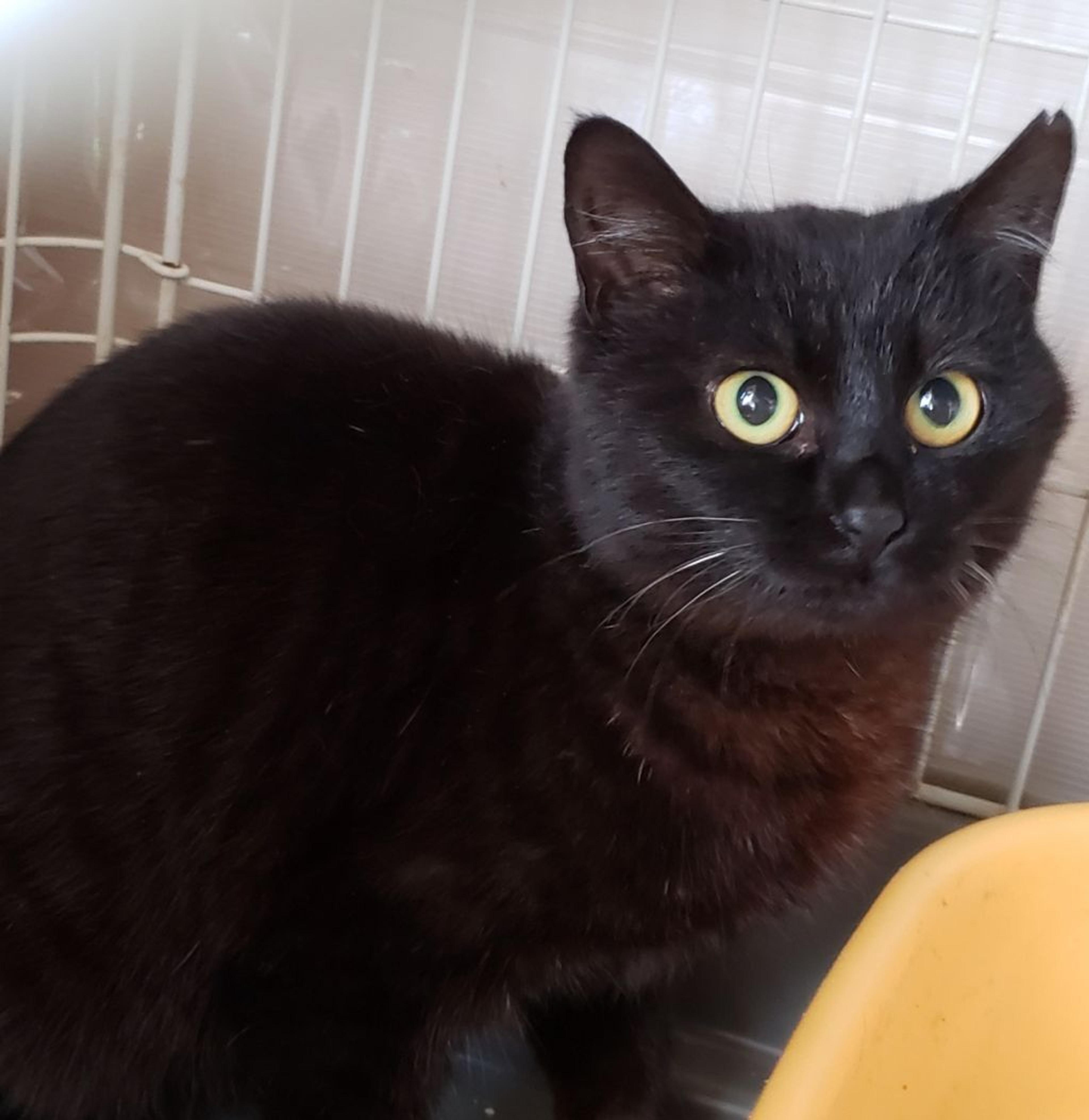 pet-image-2