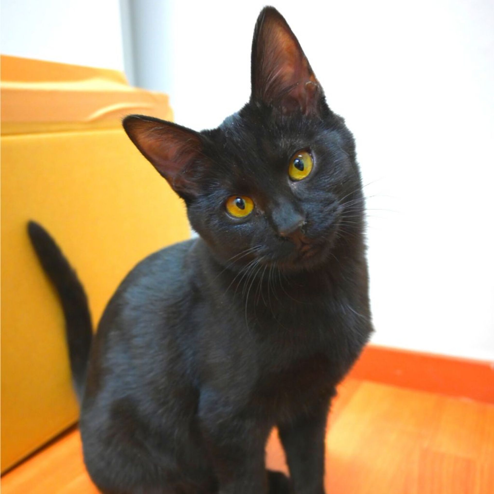 雑種（ミックス猫）・メスの里親募集の写真