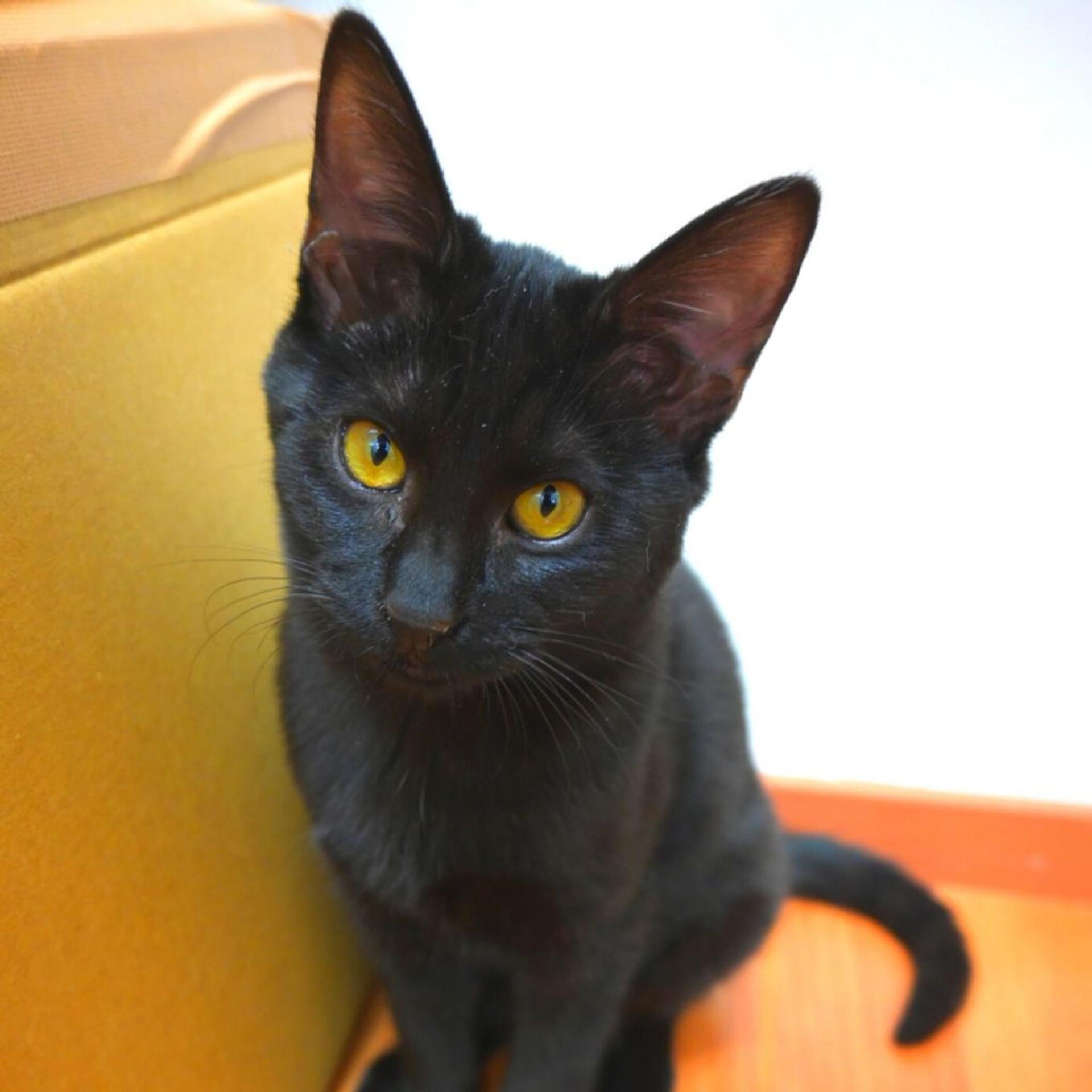 pet-image-3