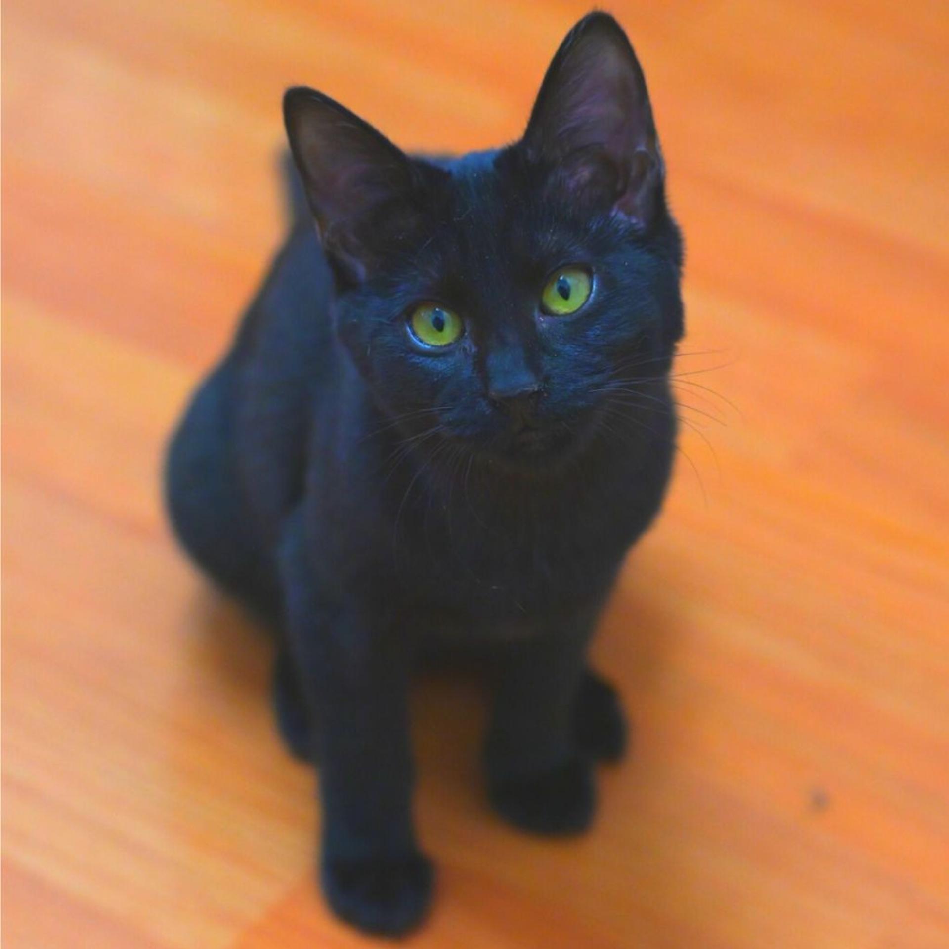 pet-image-7