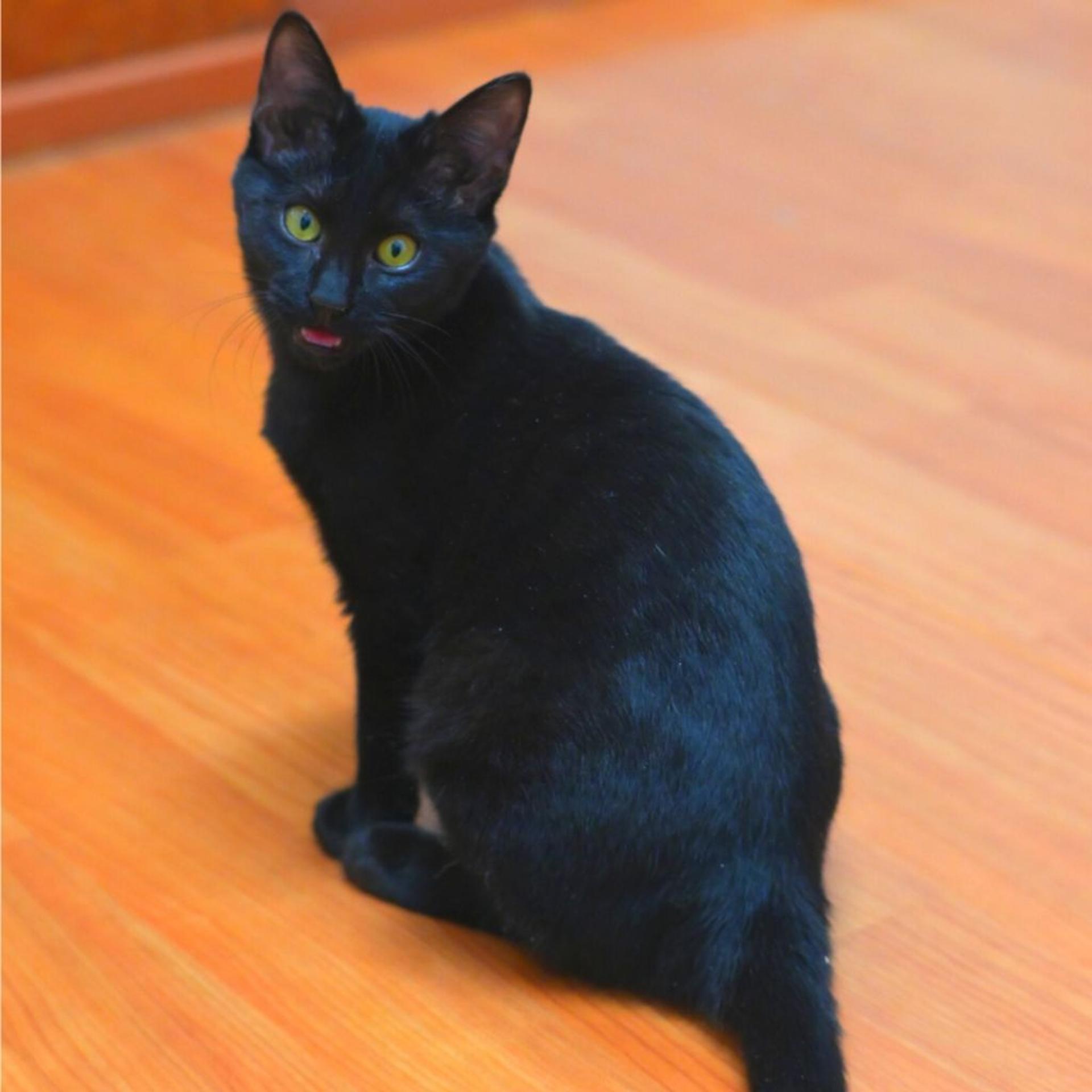 pet-image-8