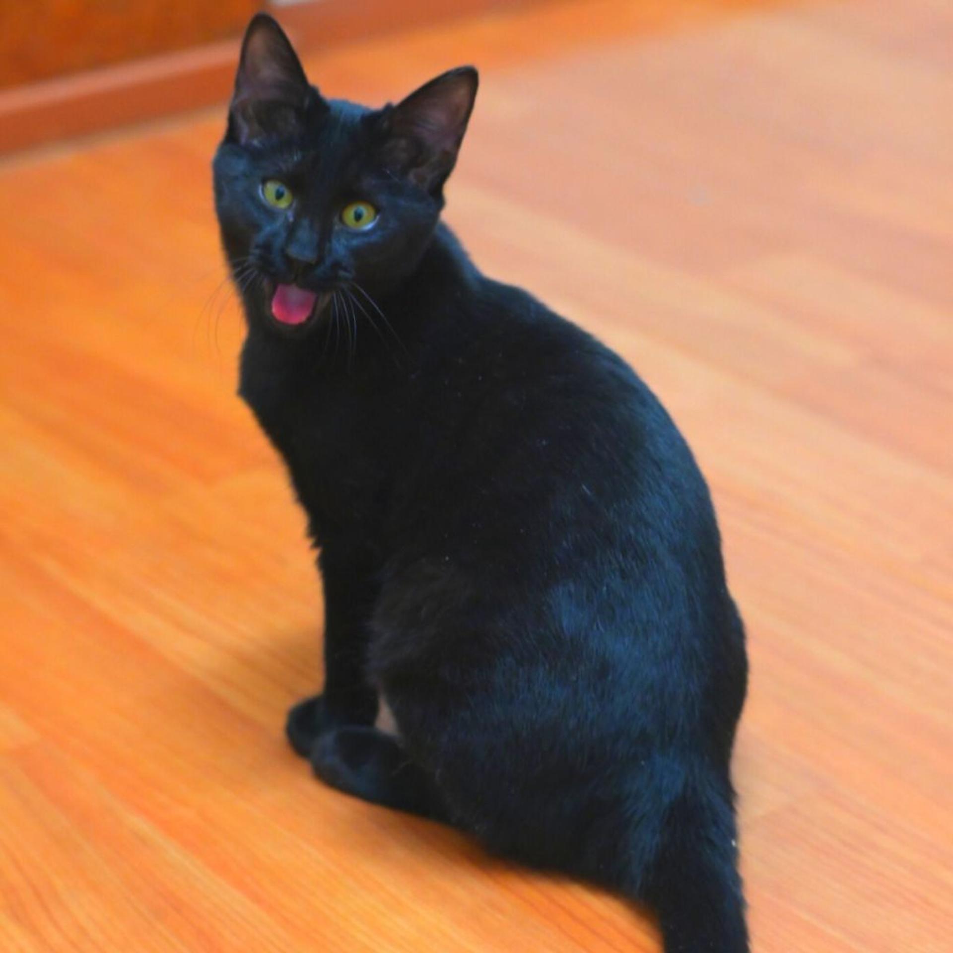 pet-image-2