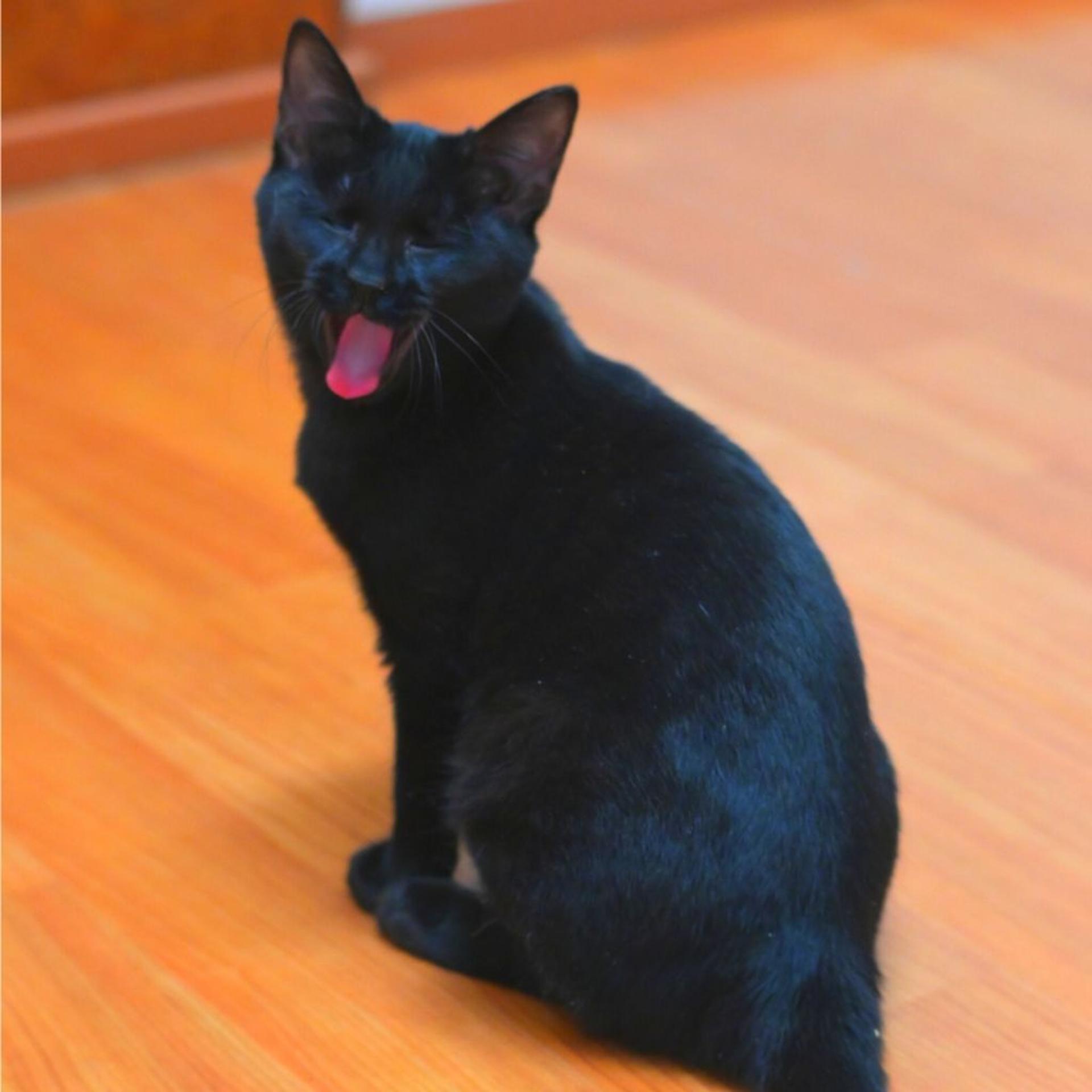 pet-image-4