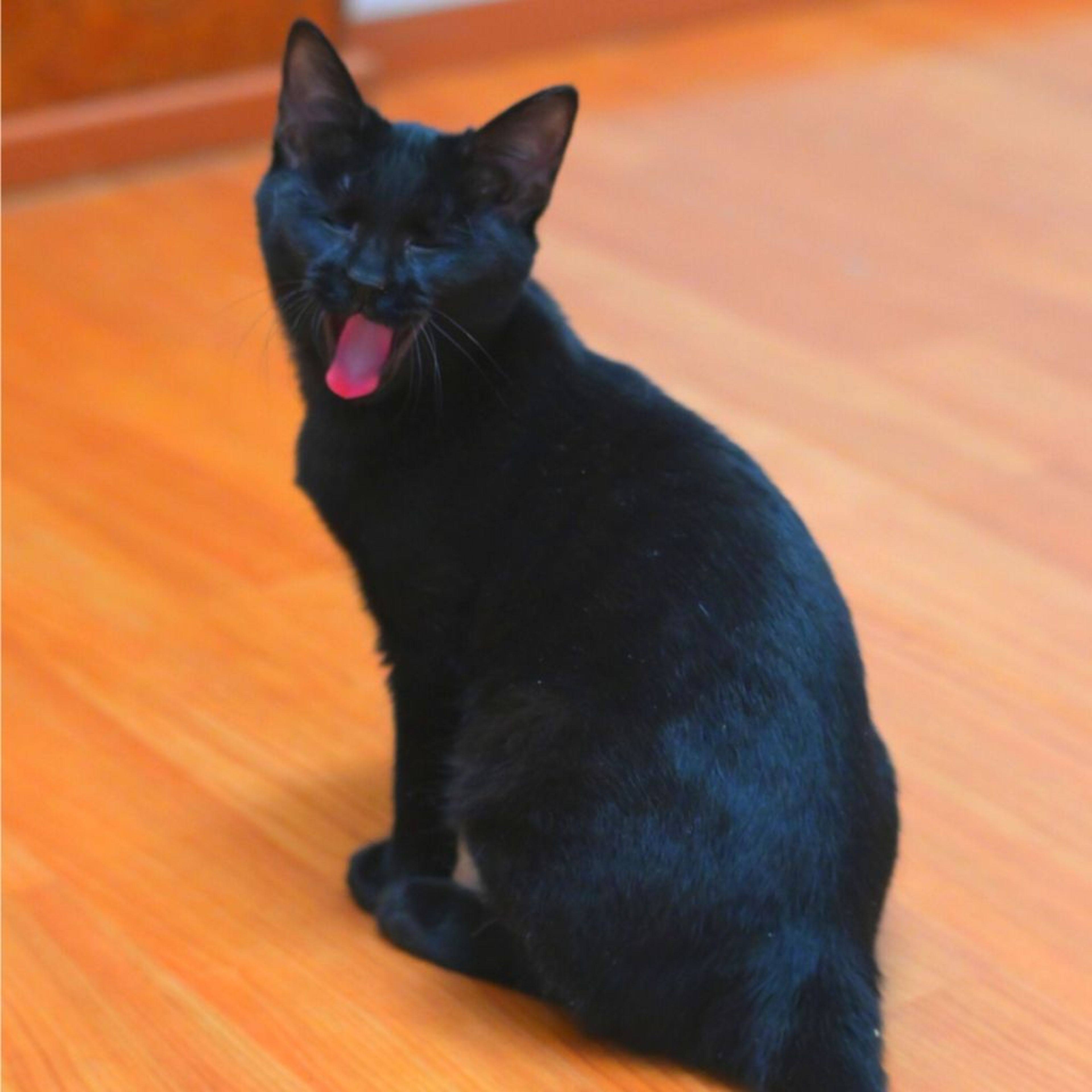 pet-image-4