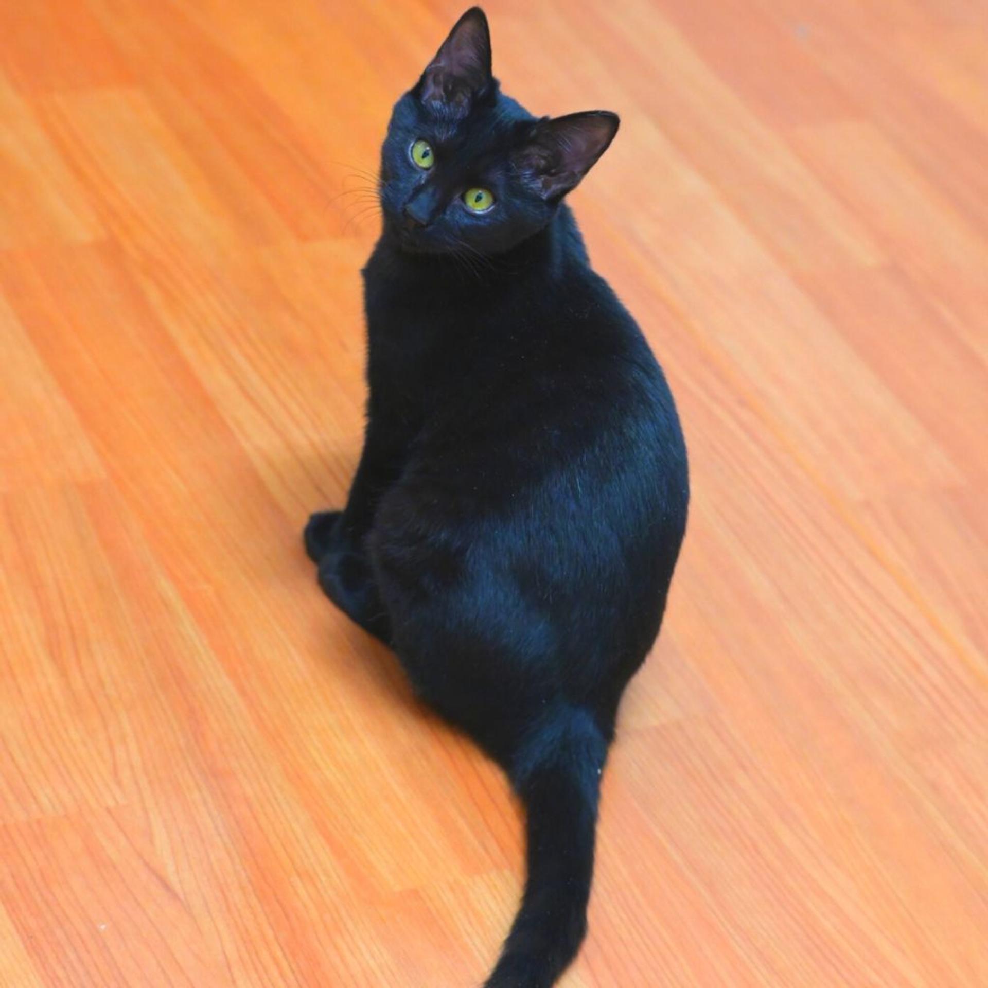 pet-image-6