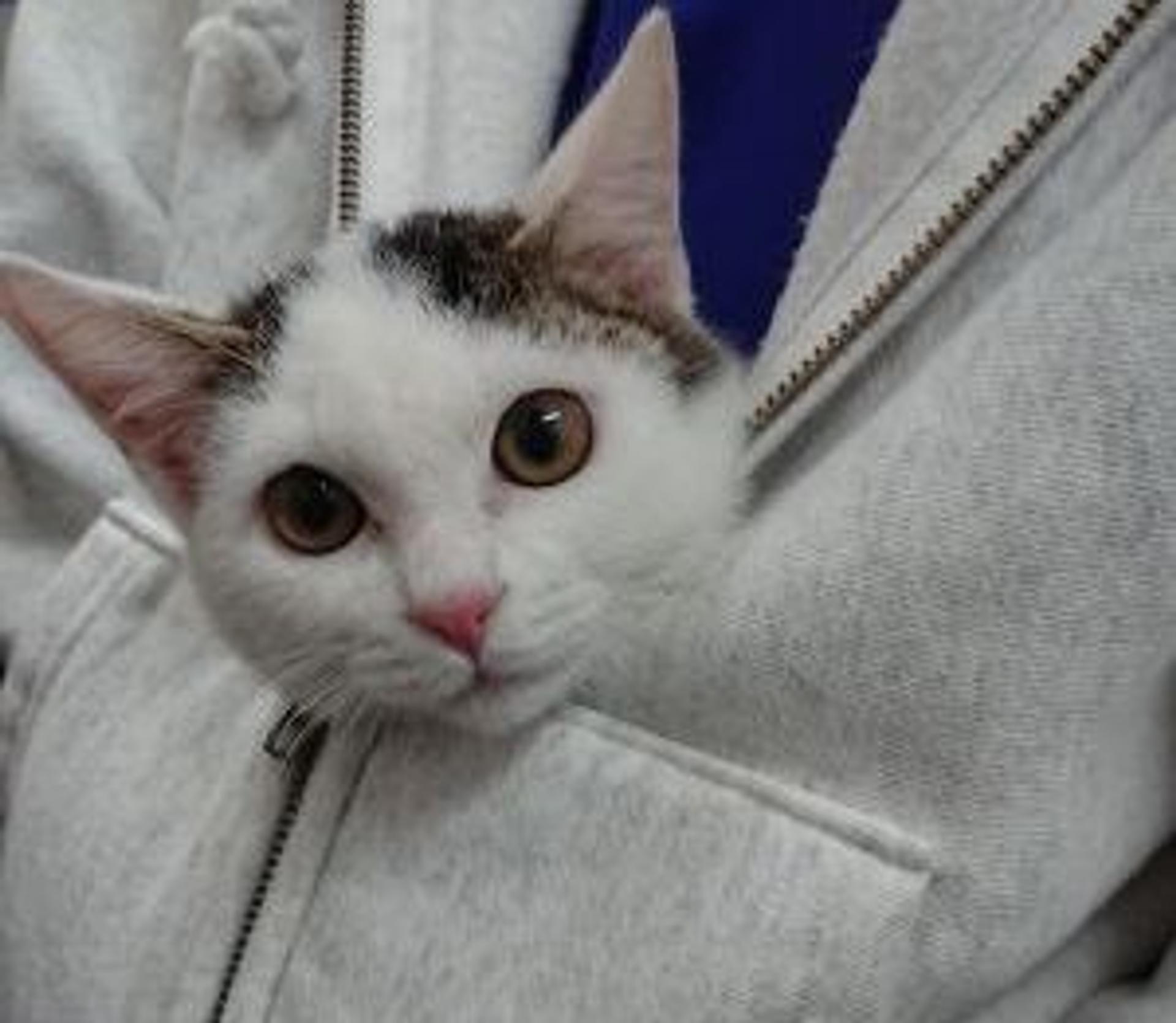 pet-image-3