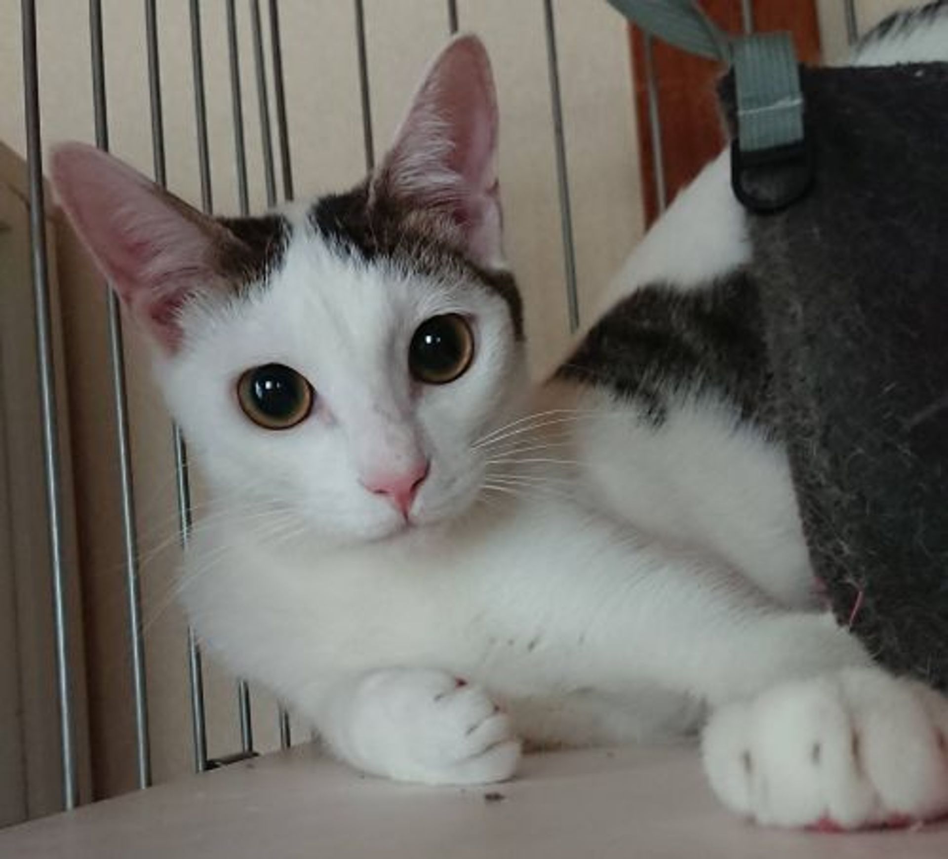 雑種（ミックス猫）・オスの里親募集の写真