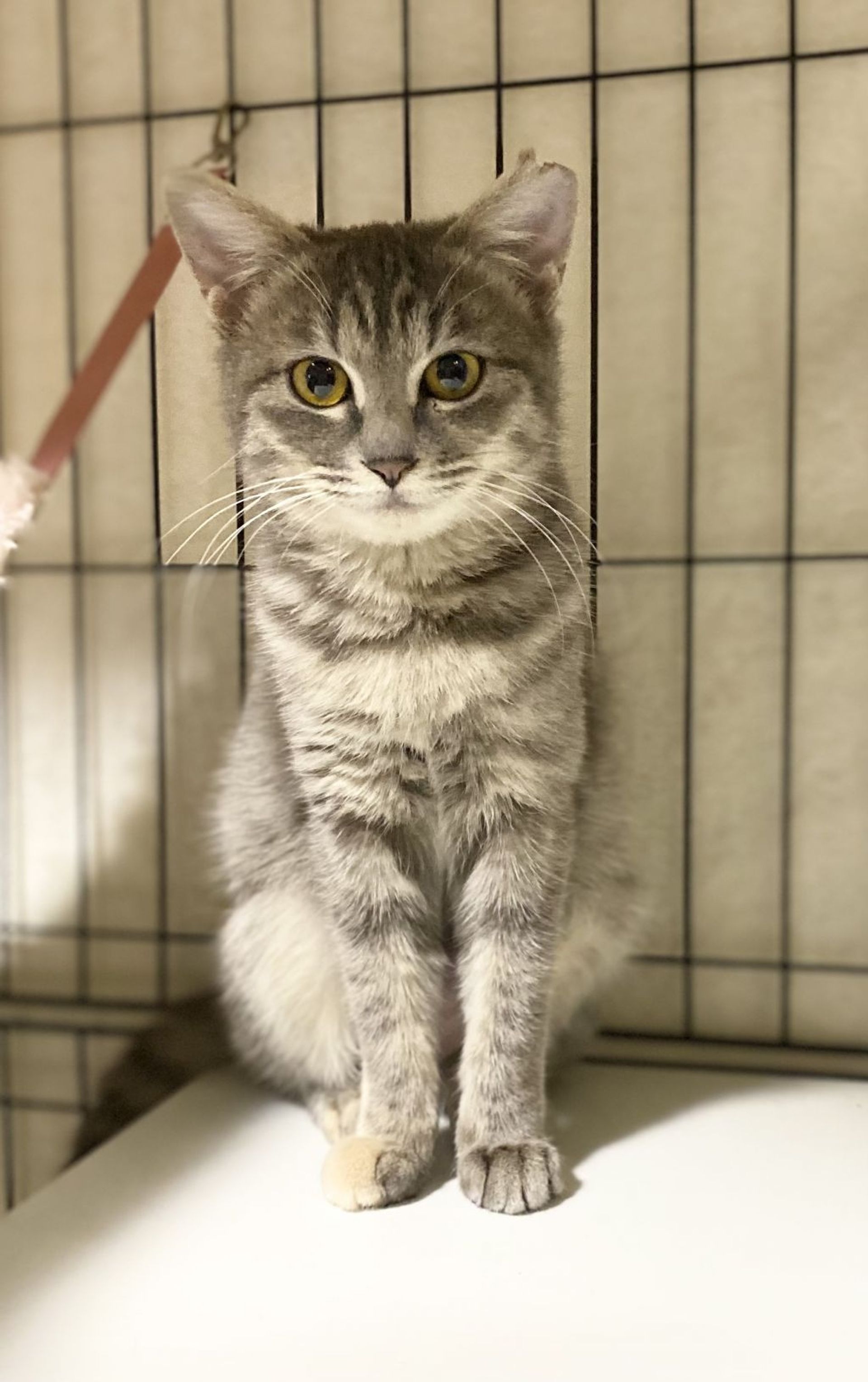雑種（ミックス猫）・メスの里親募集の写真