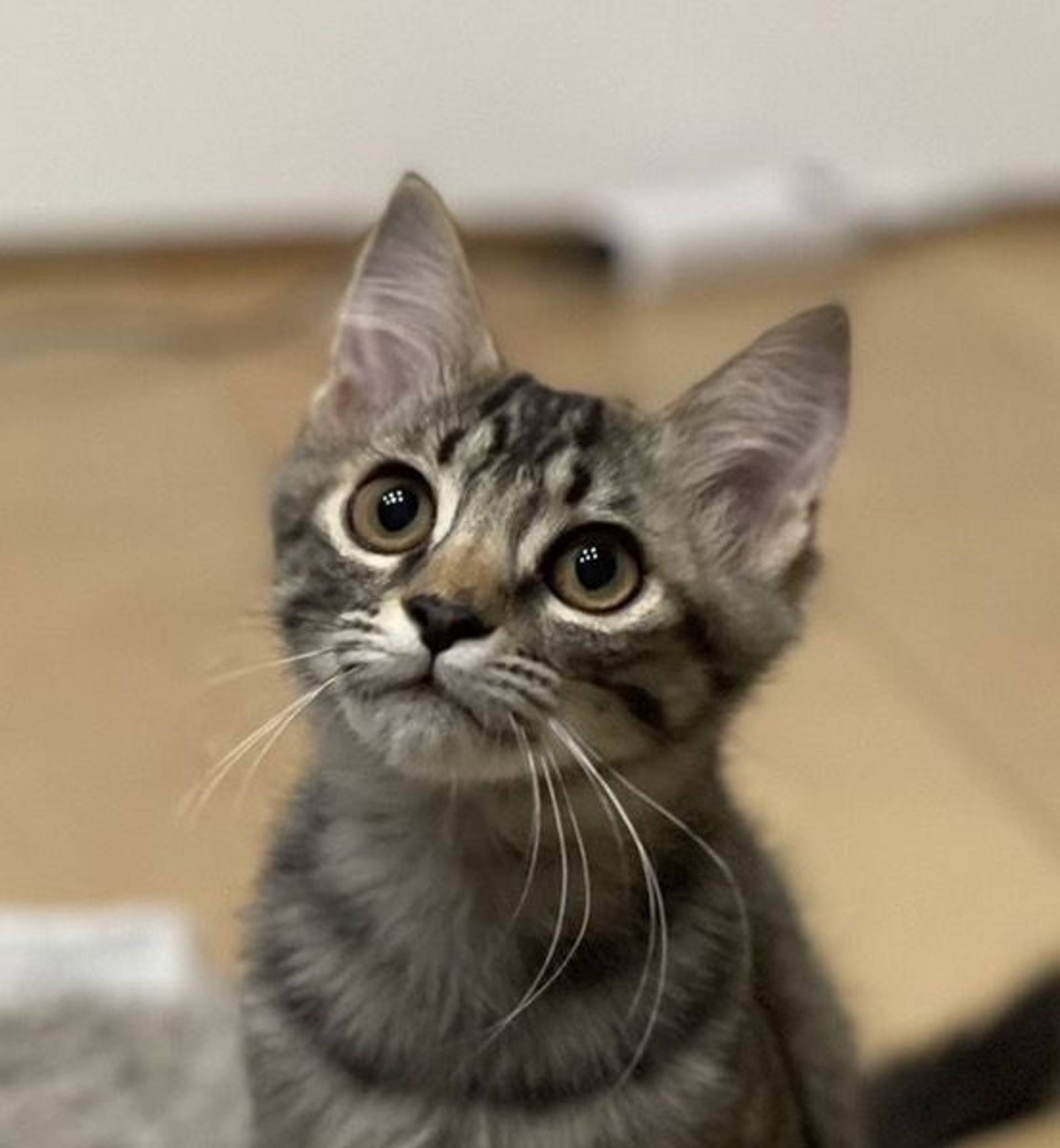 雑種（ミックス猫）・オスの里親募集の写真