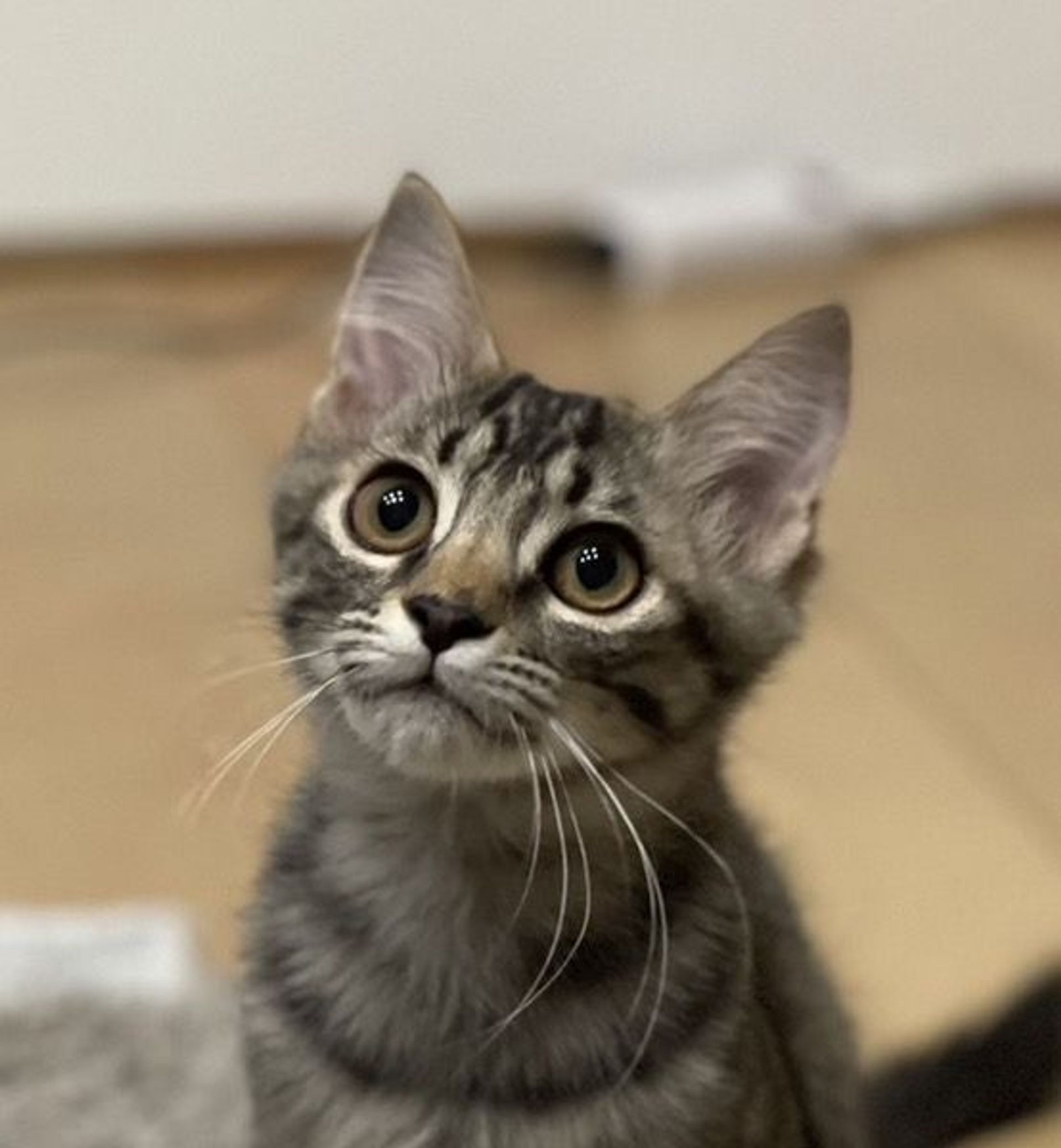 雑種（ミックス猫）・オスの里親募集の写真