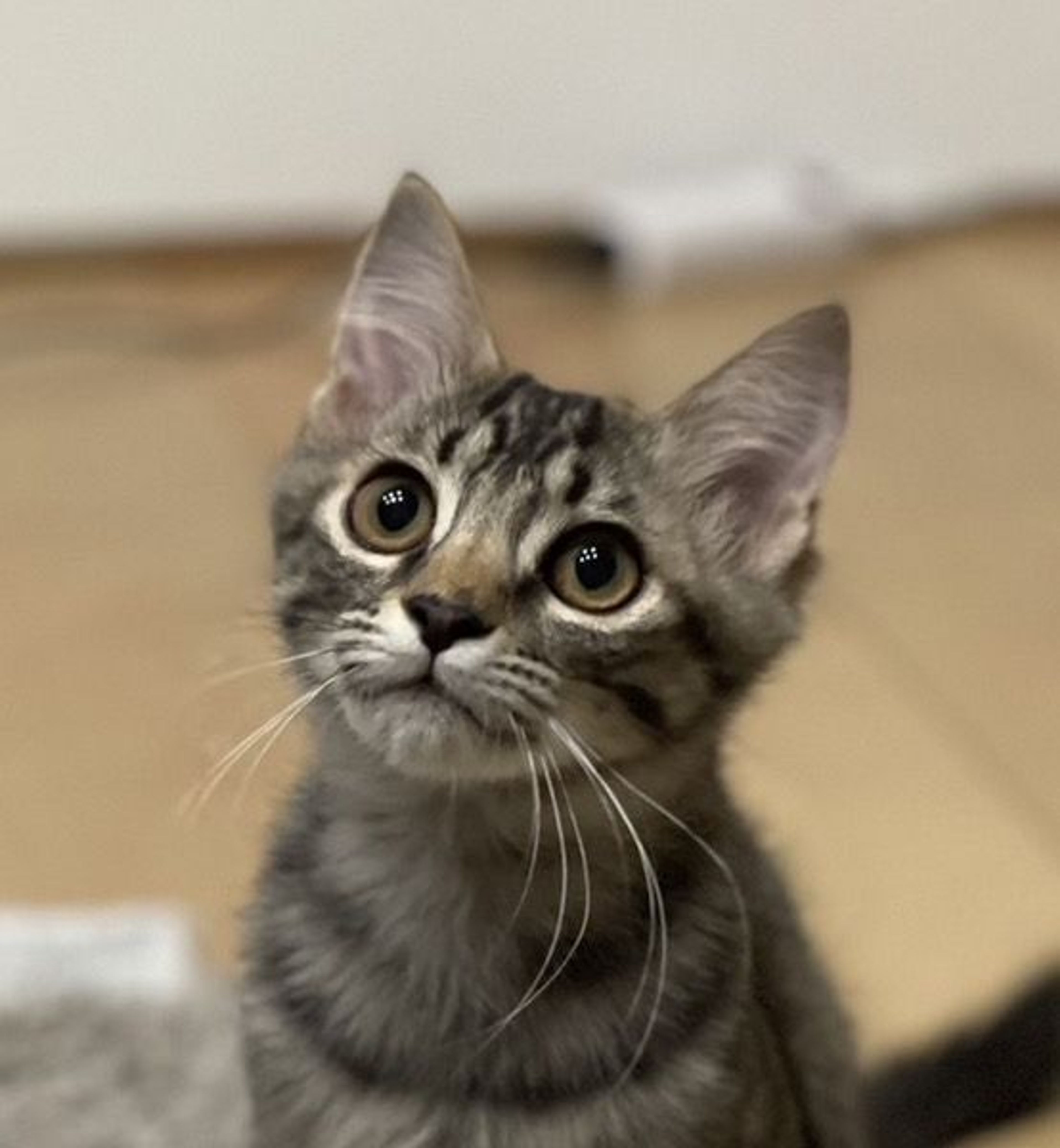 雑種（ミックス猫）・オスの里親募集の写真