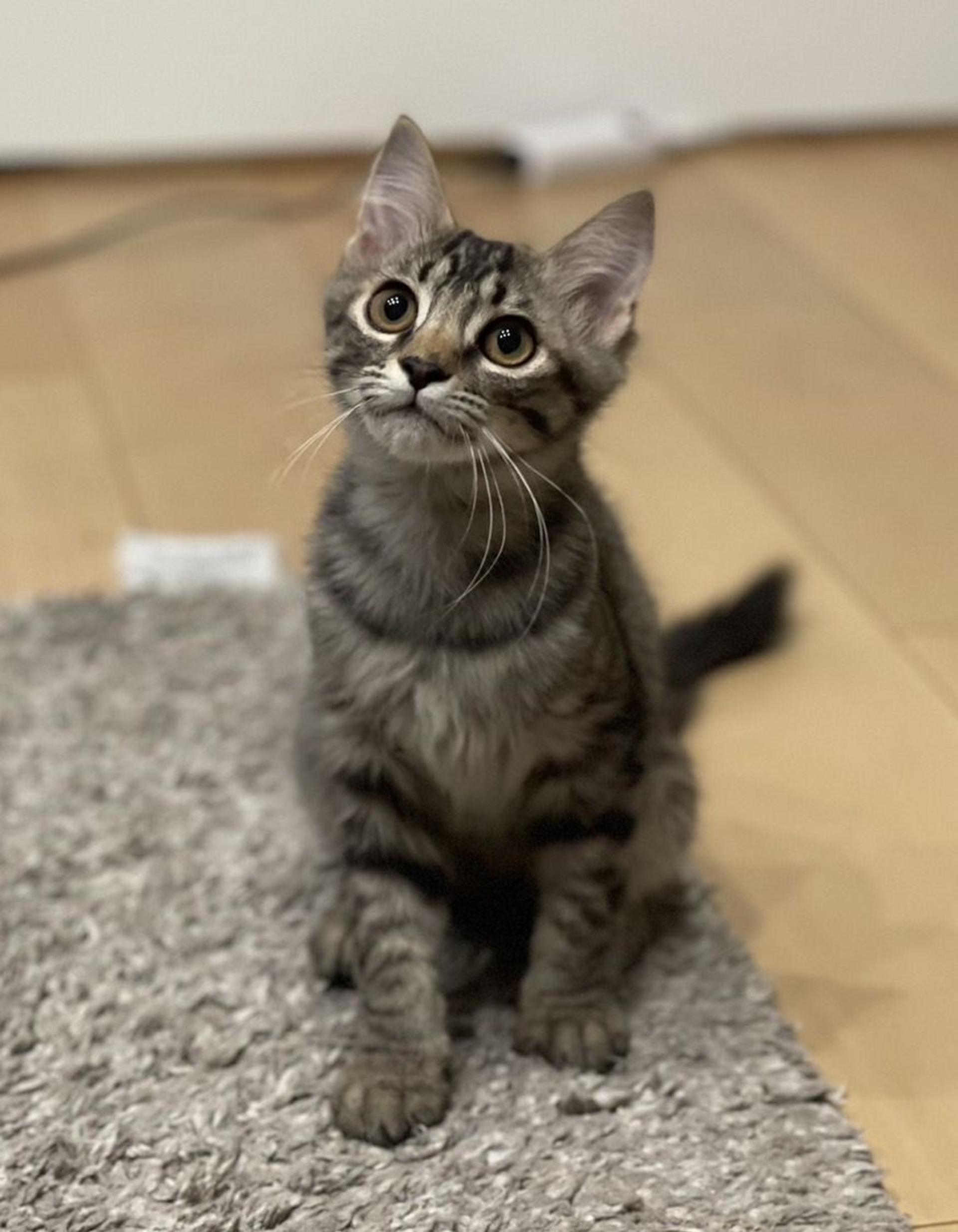 pet-image-2