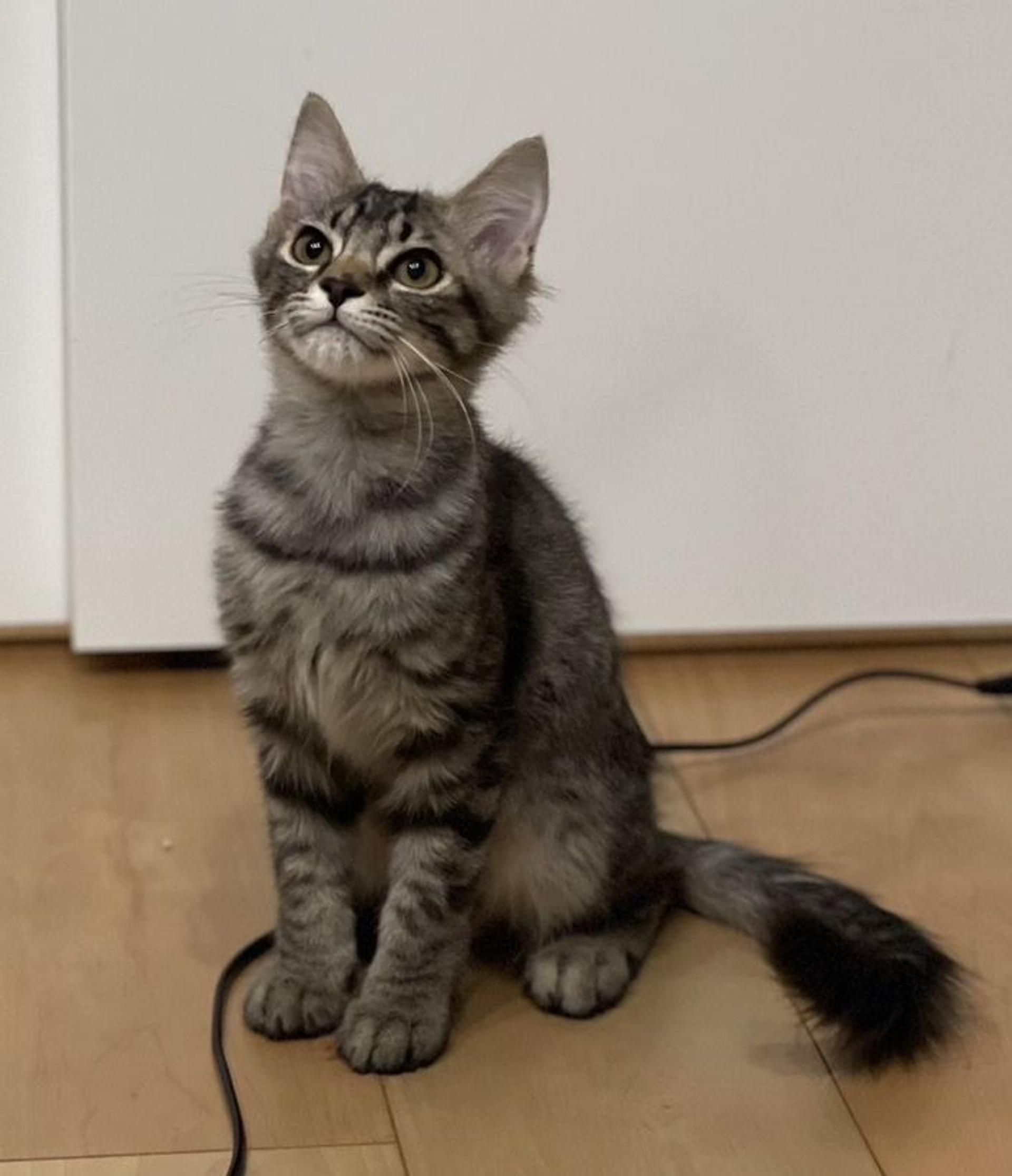 pet-image-5