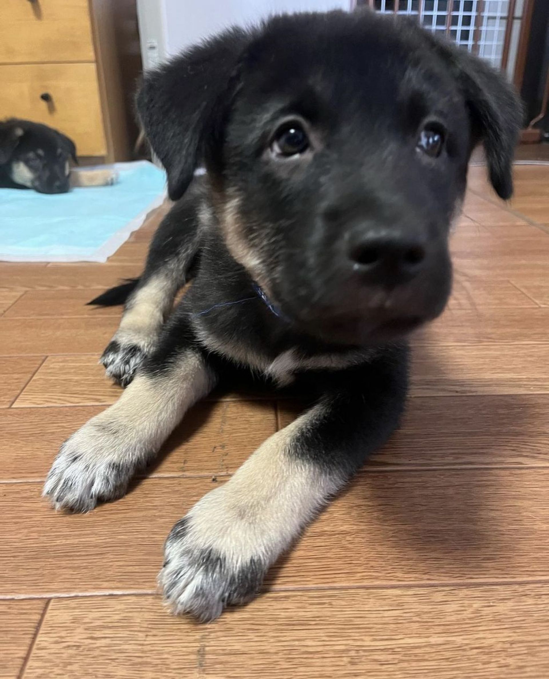 雑種（ミックス犬）・オスの里親募集の写真