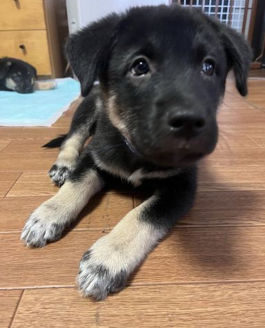 ミックス子犬の男の子グラタンくんの写真