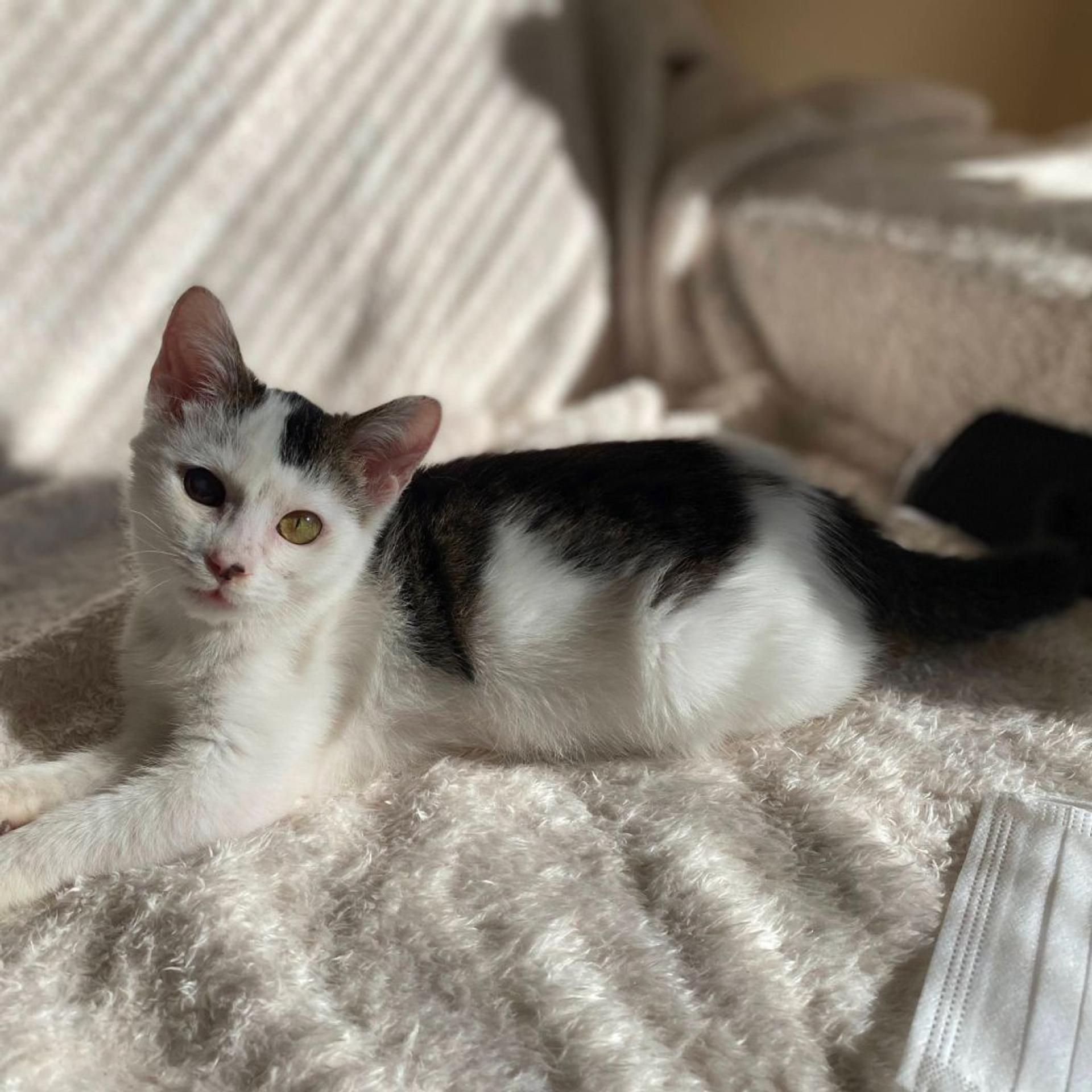 pet-image-2