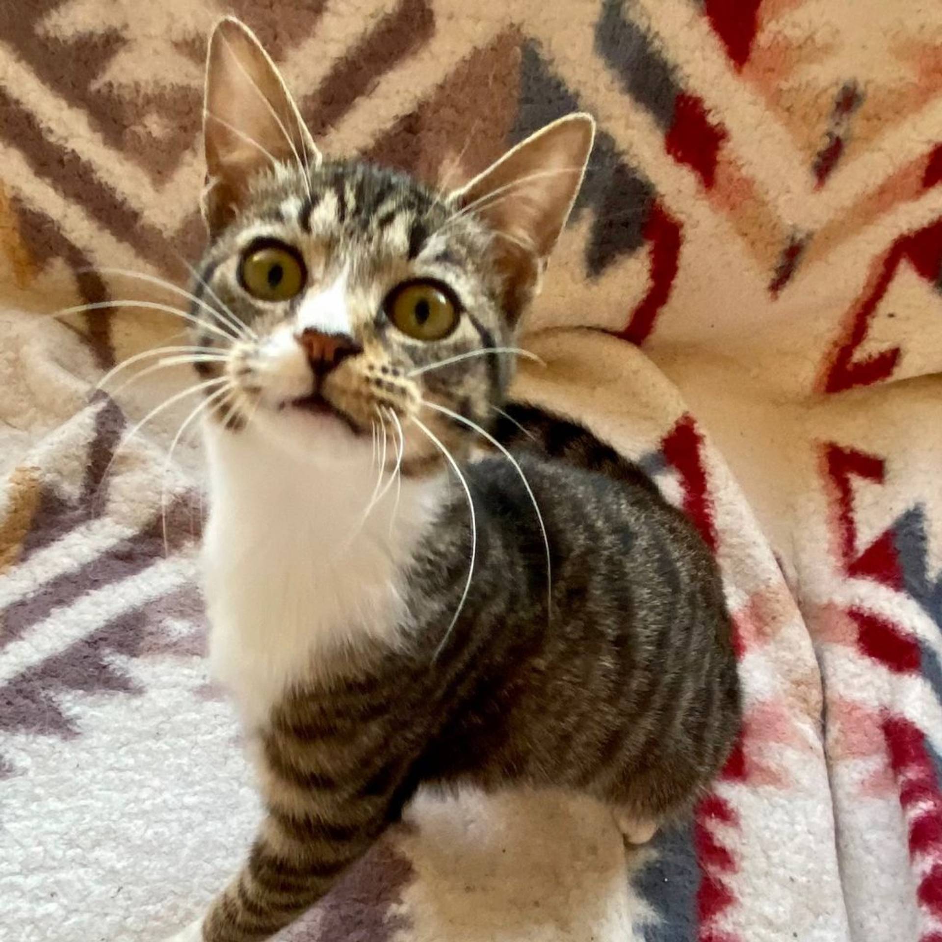 雑種（ミックス猫）・メスの里親募集の写真
