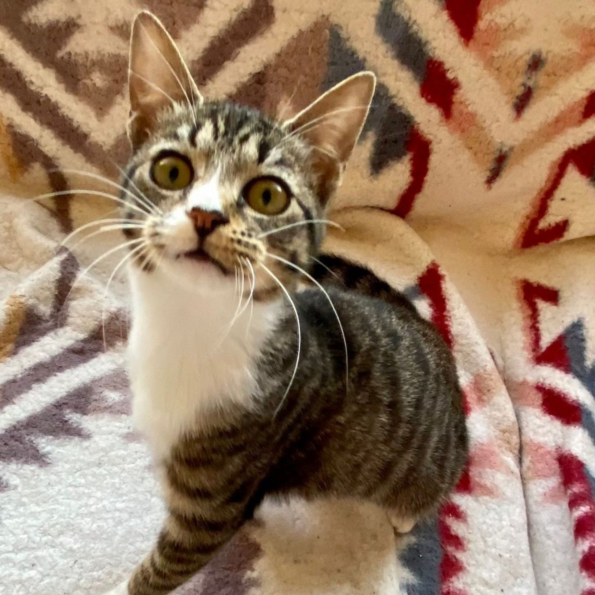 雑種（ミックス猫）・メスの里親募集の写真