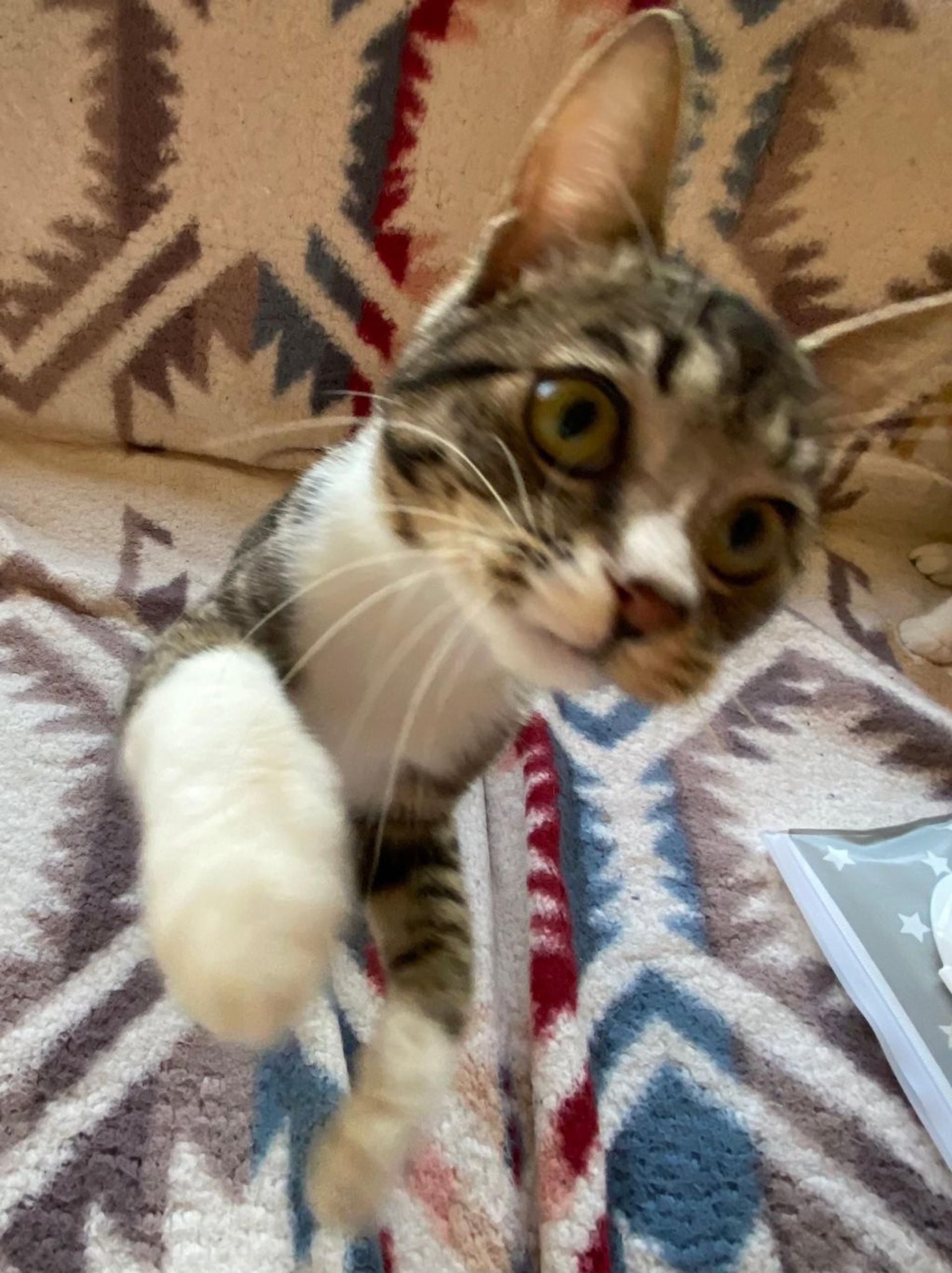 pet-image-4