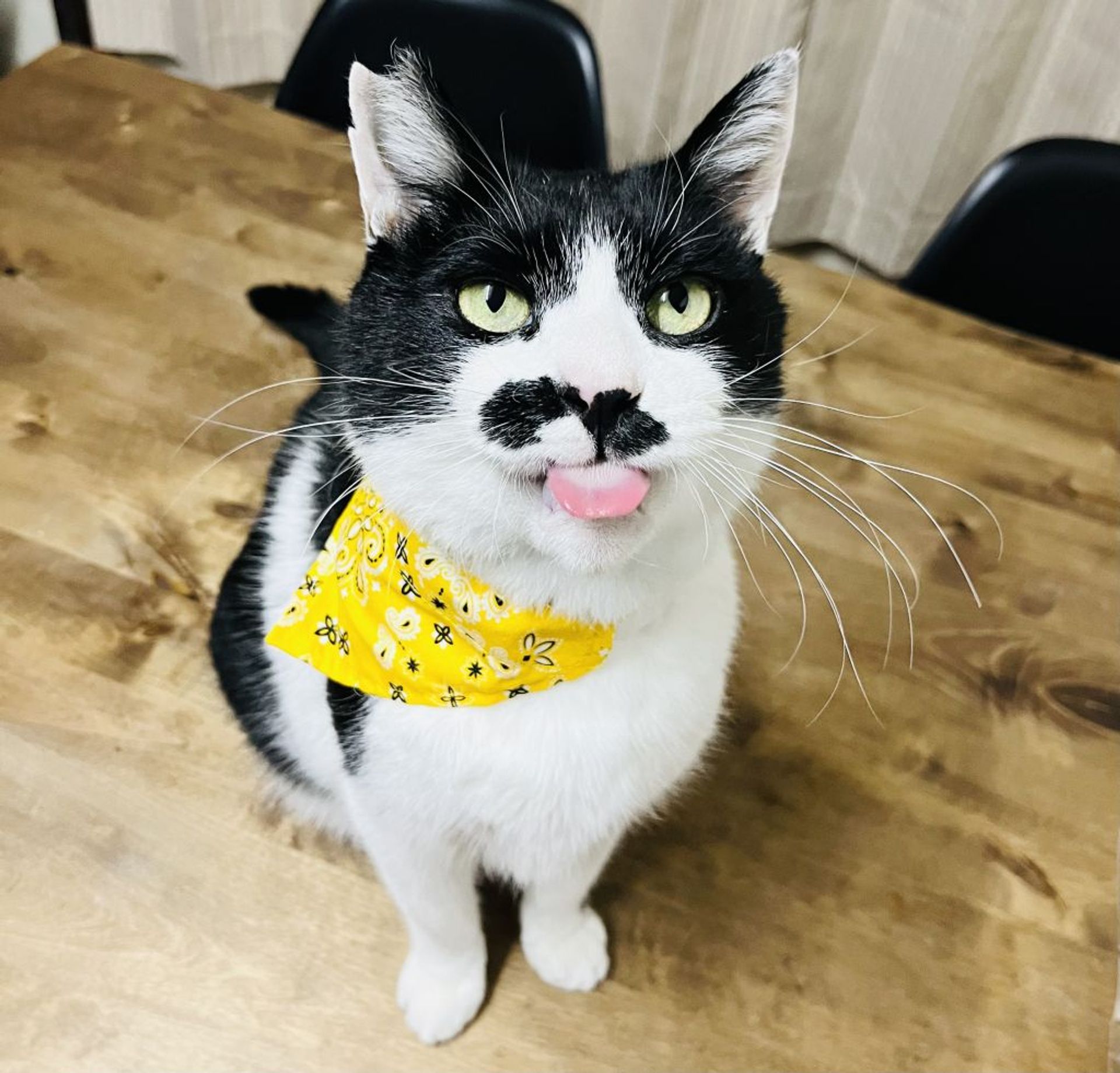 雑種（ミックス猫）・オスの里親募集の写真