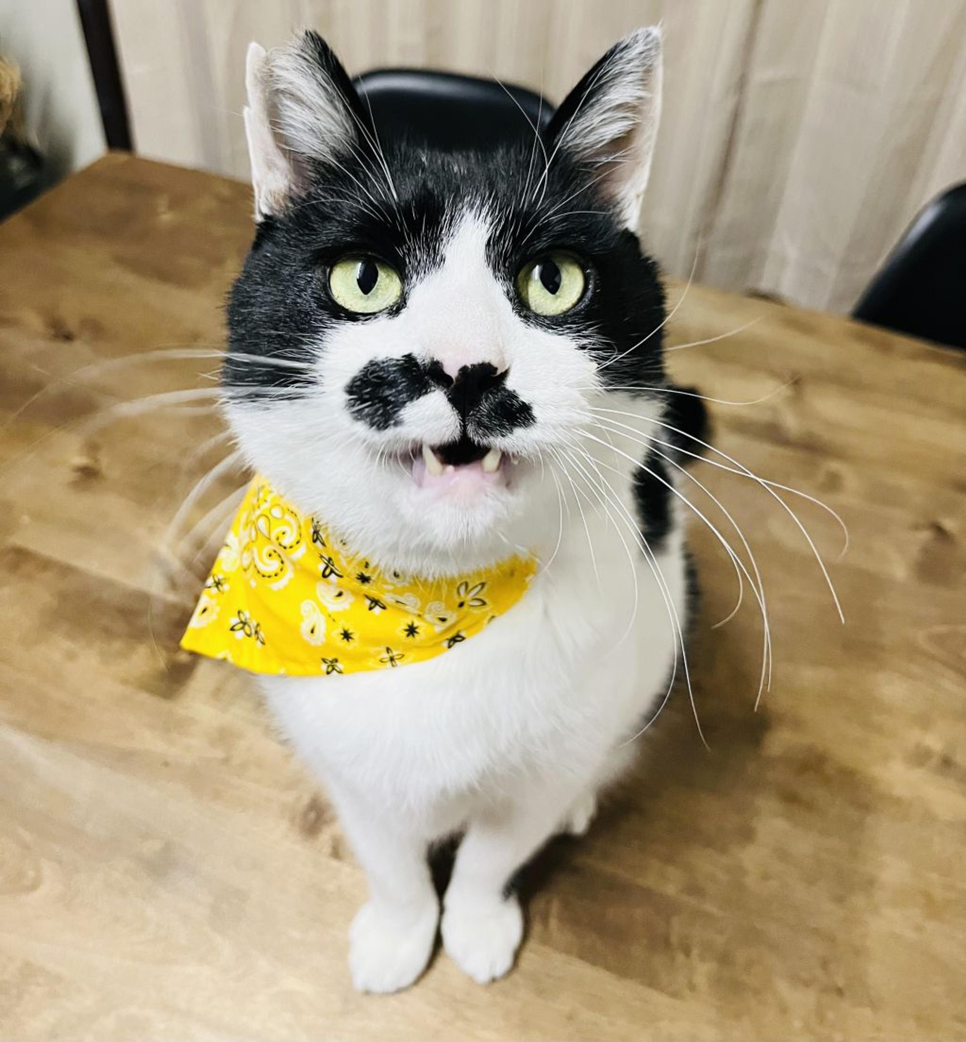 pet-image-4