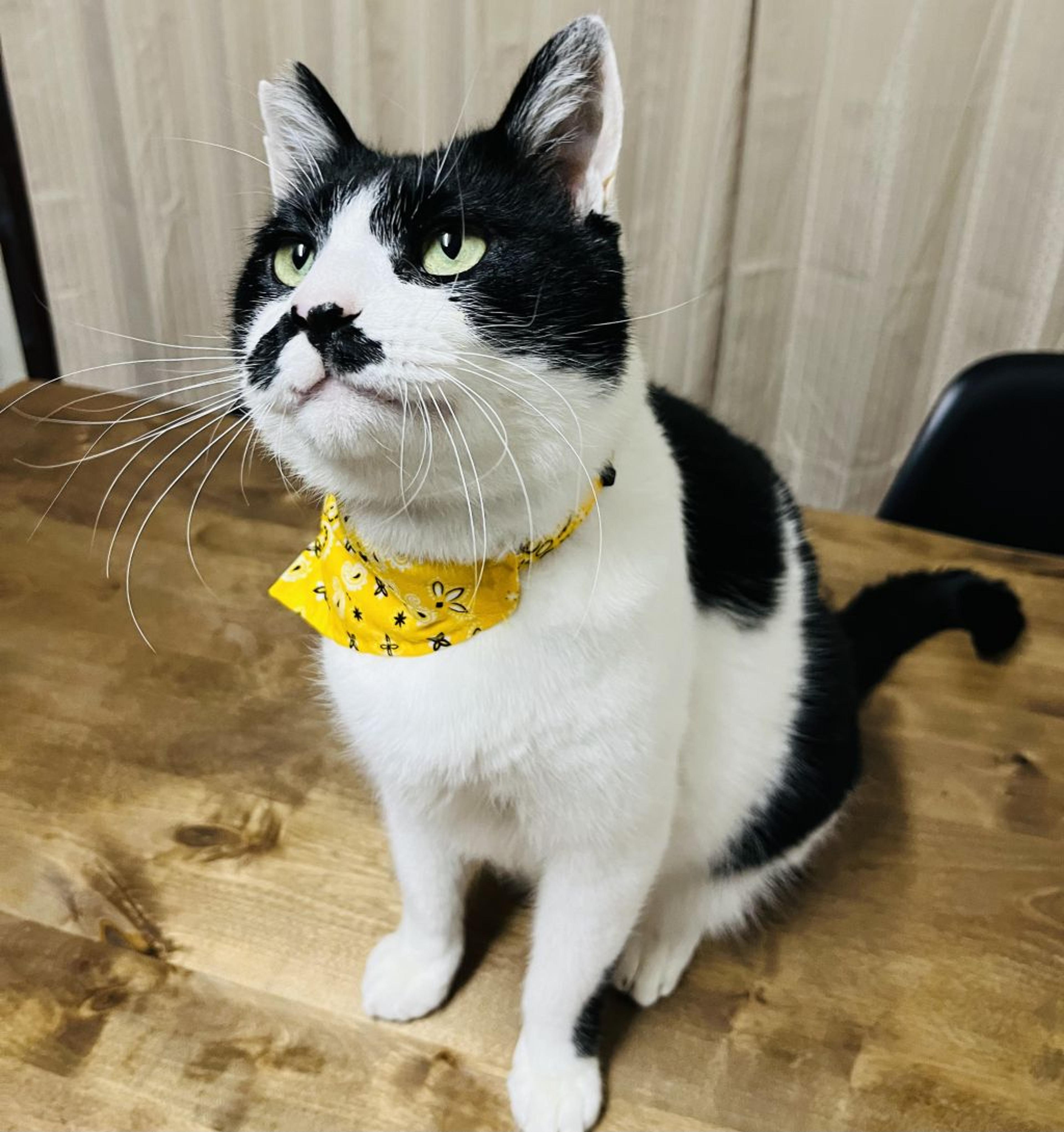 pet-image-5