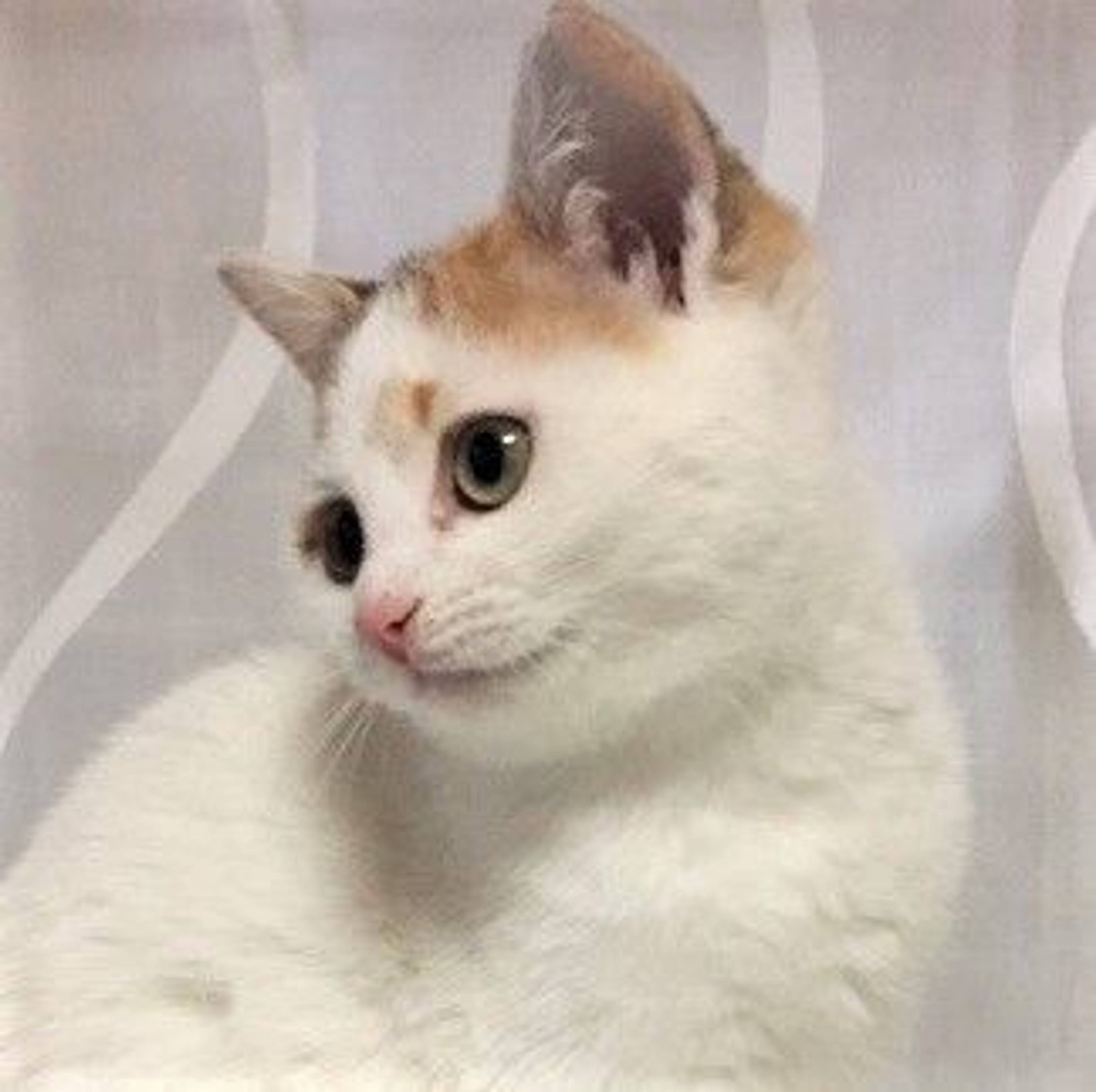 雑種（ミックス猫）・メスの里親募集の写真