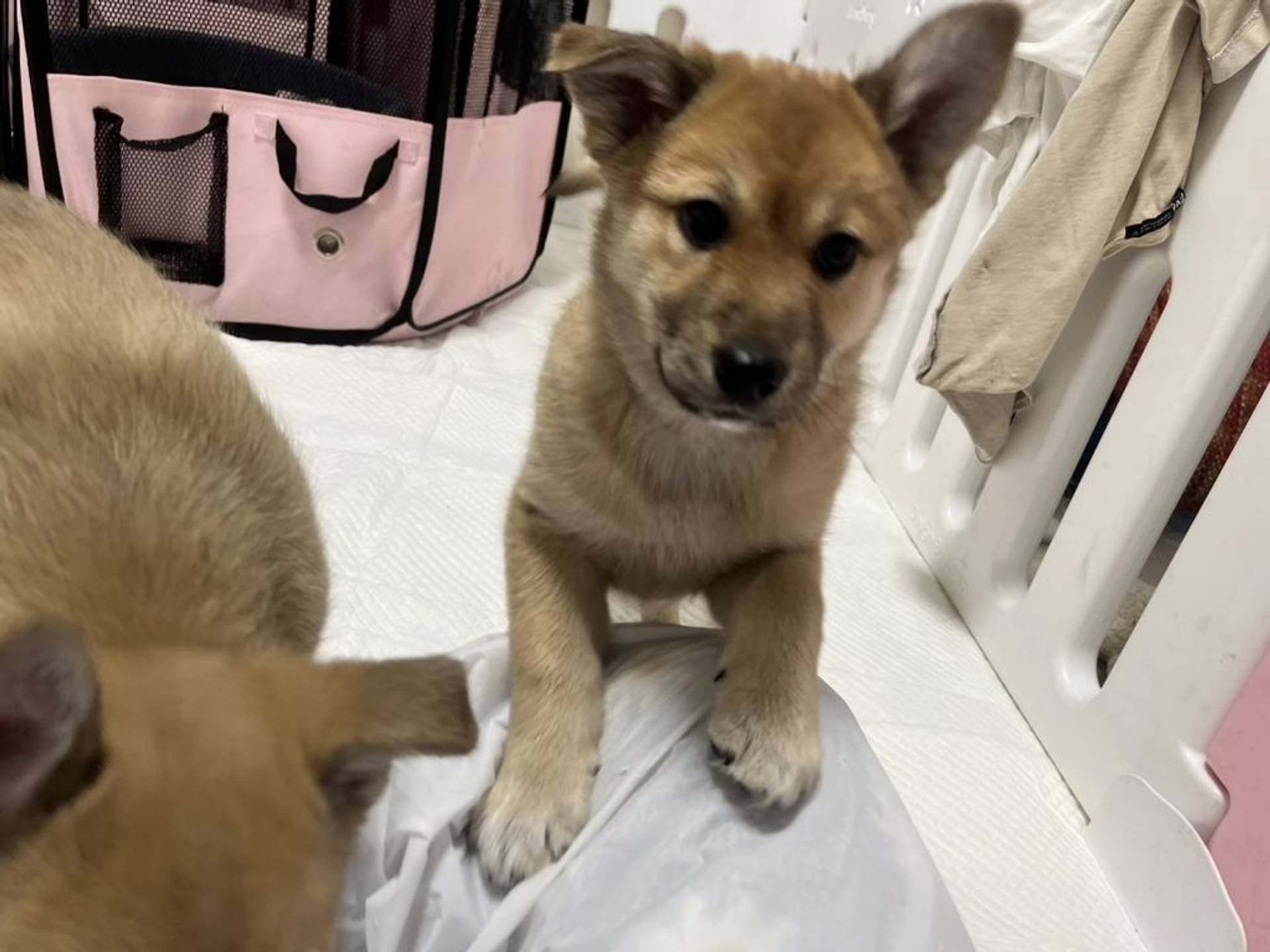 雑種（ミックス犬）・メスの里親募集の写真