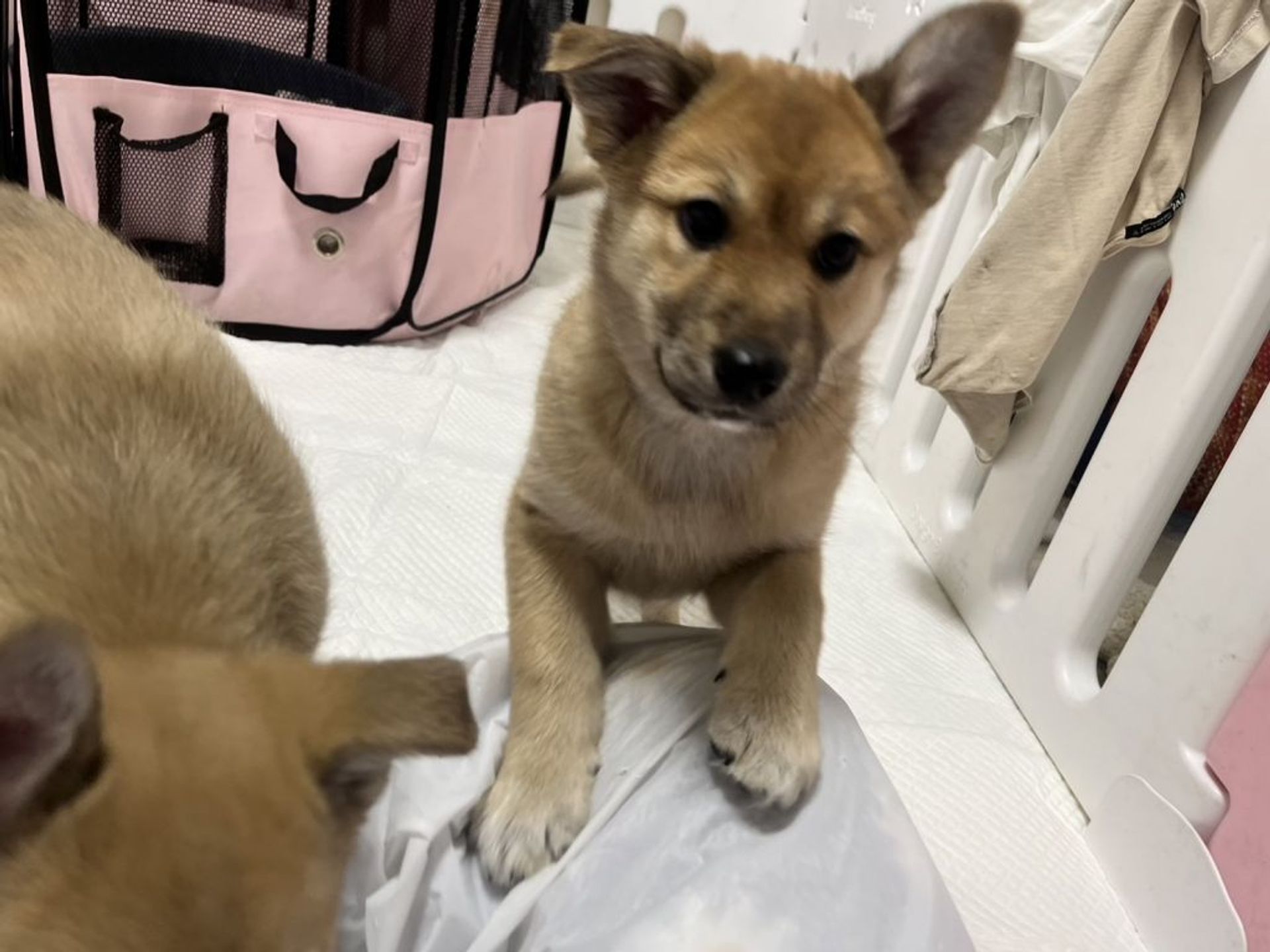 雑種（ミックス犬）・メスの里親募集の写真