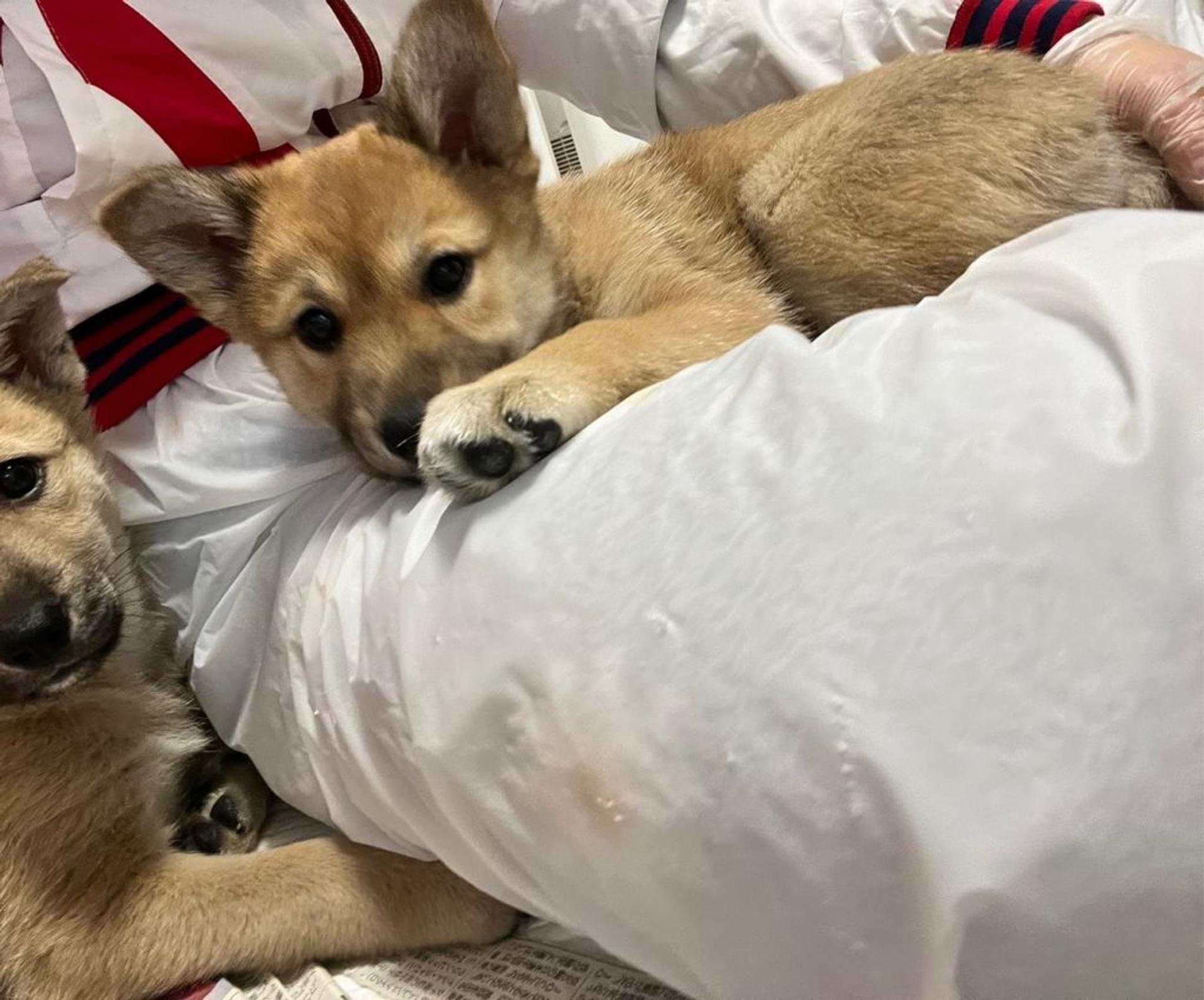 pet-image-3